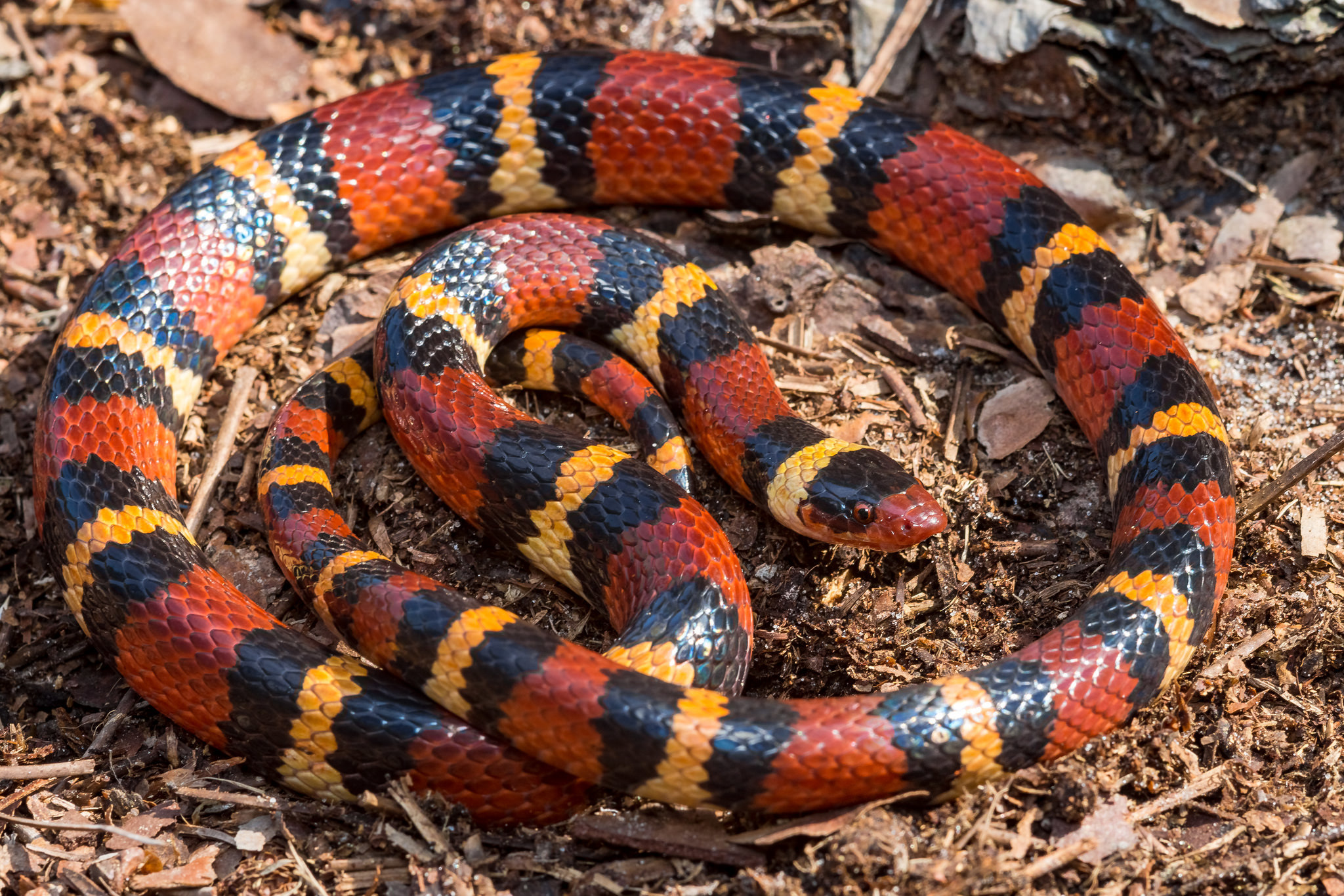 Обои красная, змея, полосатая, lampropeltis triangulum elapsoides, red, snake, striped разрешение 2048x1365 Загрузить