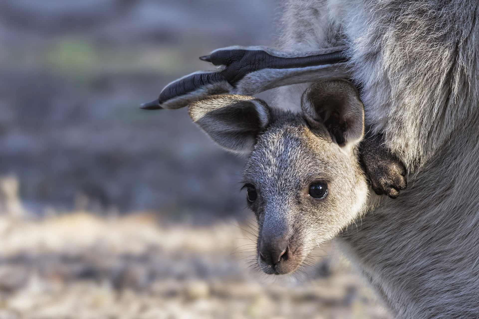 Обои мордашка, кенгуру, детеныш, сумка, кенгурёнок, face, kangaroo, cub, bag разрешение 1920x1280 Загрузить