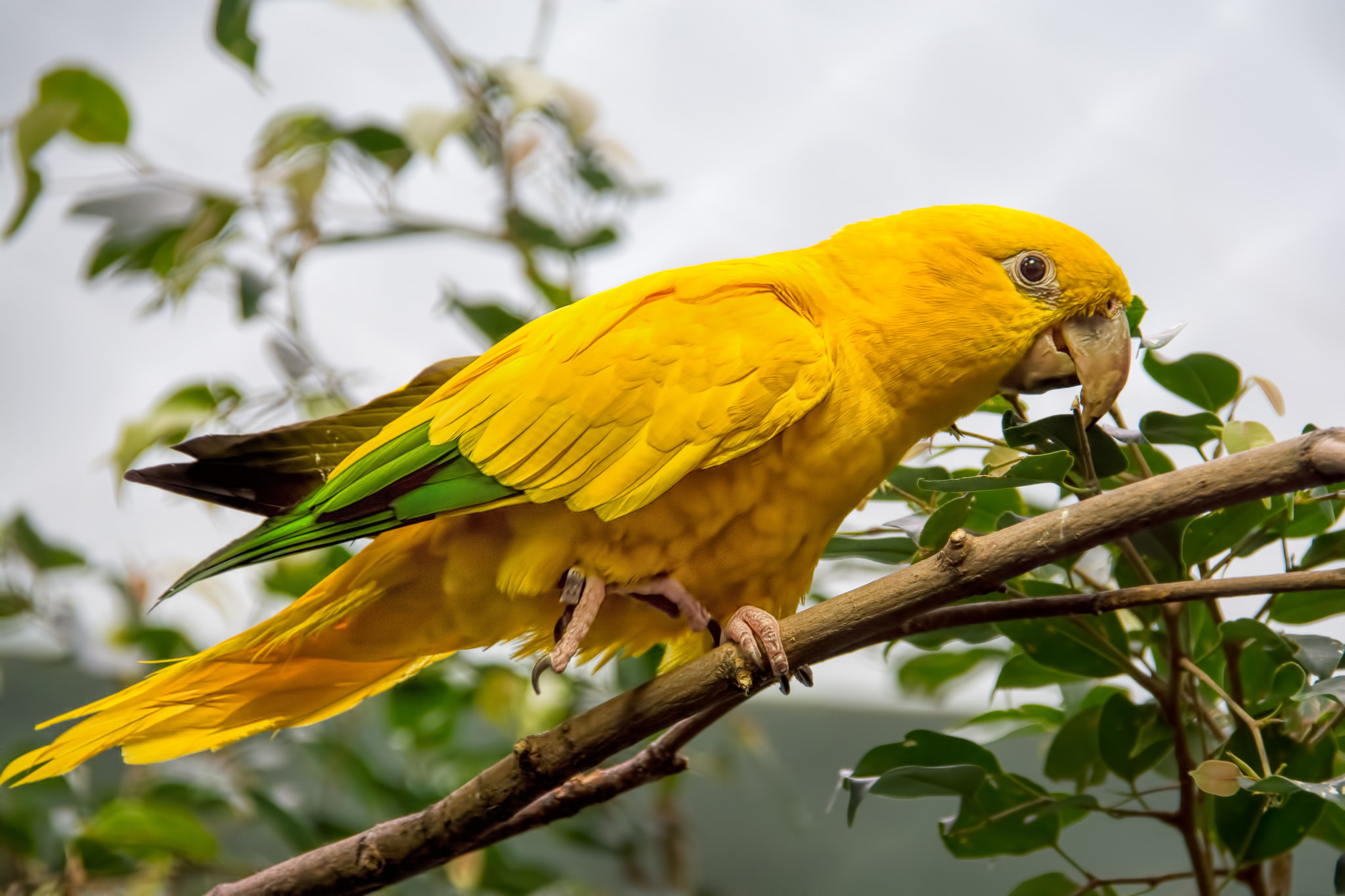 Попугаи желтые скачать