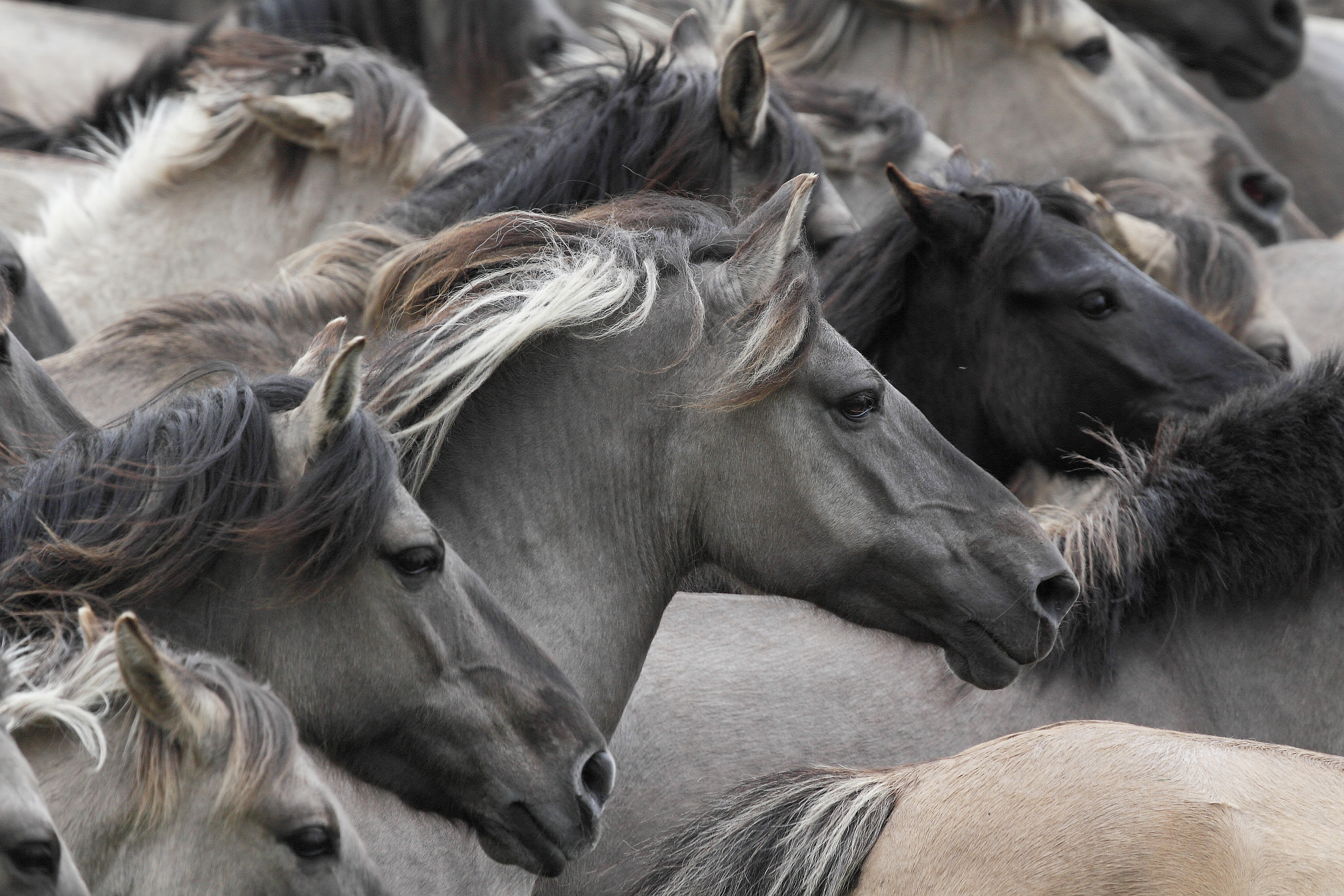 Обои лошади, кони, табун, морды, дикие лошади, horse, horses, the herd, muzzle, wild horses разрешение 3000x2000 Загрузить