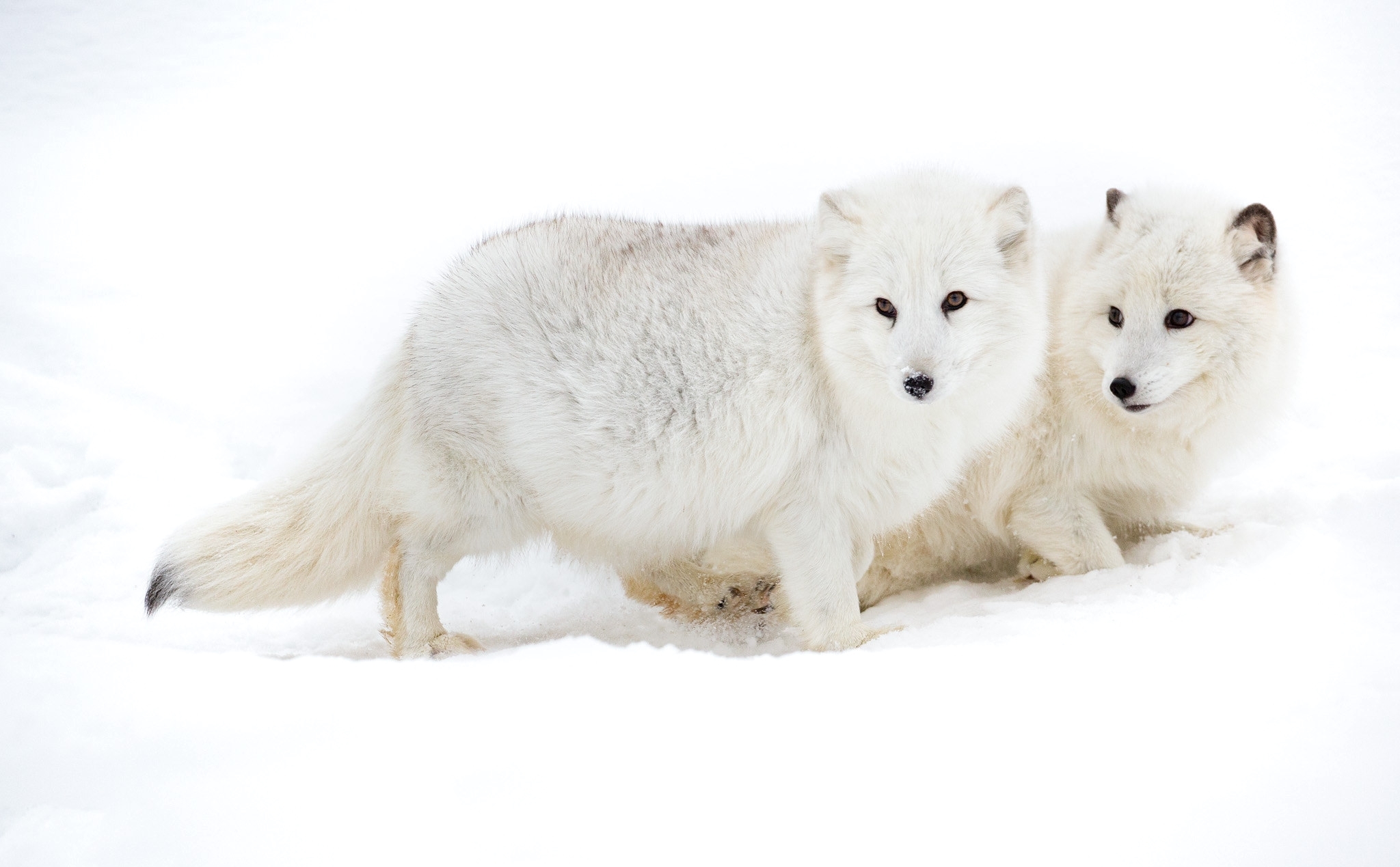 Обои снег, пара, песец, арктическая лисица, snow, pair, fox, arctic fox разрешение 2048x1269 Загрузить