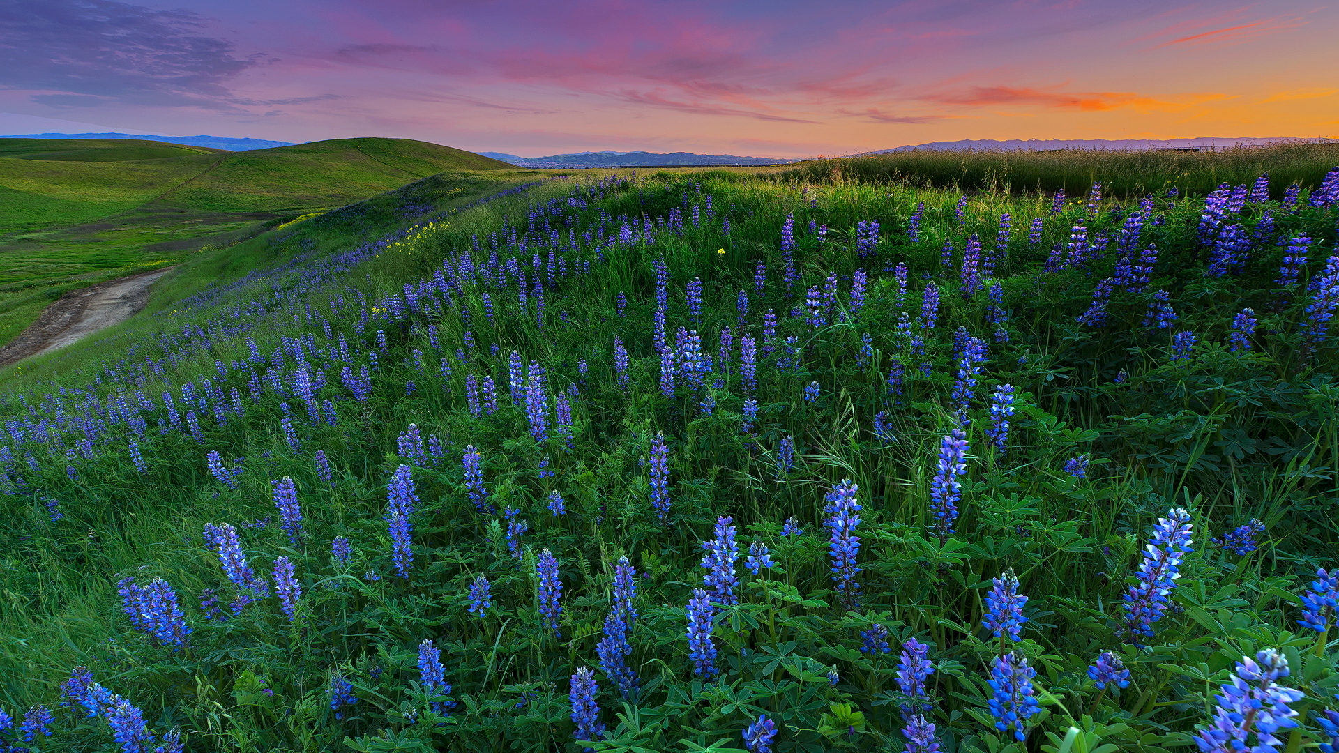 Обои цветы, пейзаж, поле, луг, люпины, flowers, landscape, field, meadow, lupins разрешение 1920x1080 Загрузить