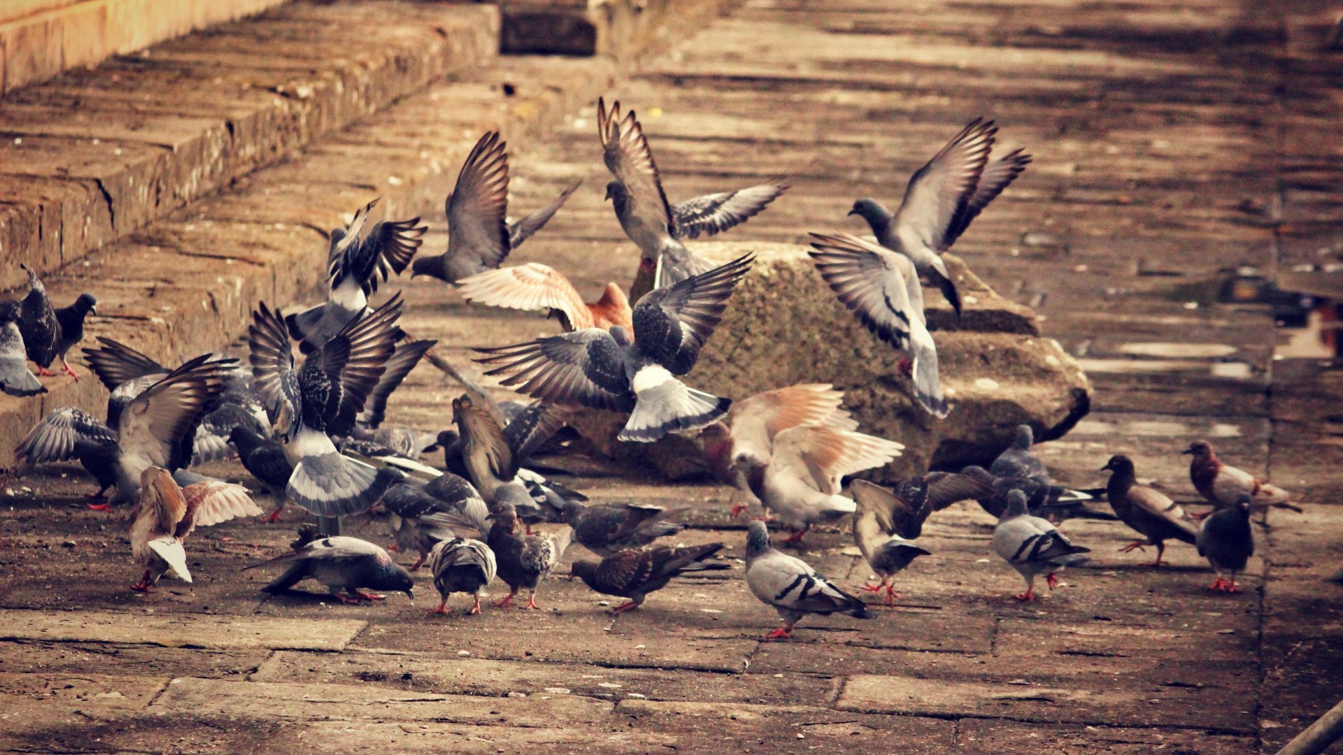 Обои город, крылья, птицы, клюв, перья, голубь, голуби, the city, wings, birds, beak, feathers, dove, pigeons разрешение 1920x1080 Загрузить