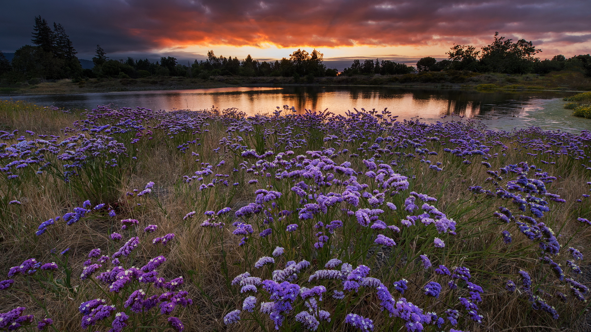 Обои цветы, вечер, закат, пейзаж, поле, водоем, луг, flowers, the evening, sunset, landscape, field, pond, meadow разрешение 1920x1080 Загрузить