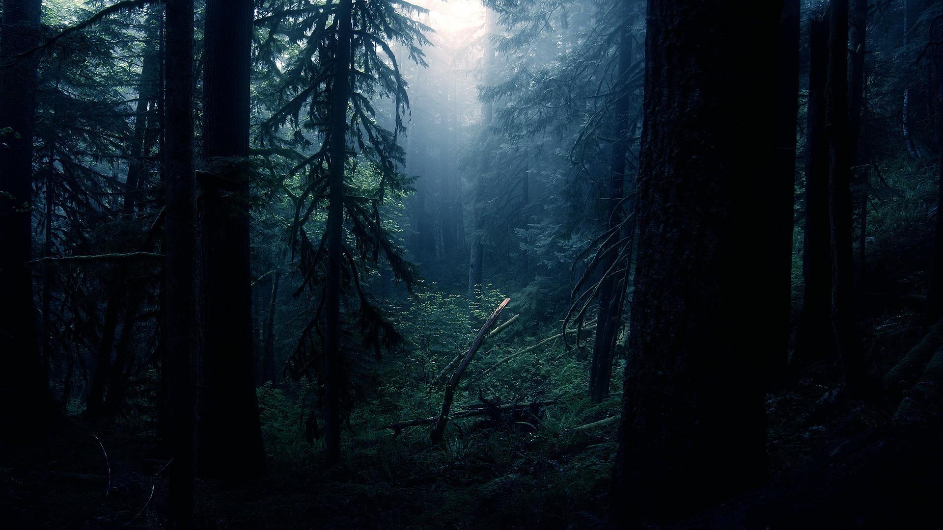 Лес ночь деревья скачать