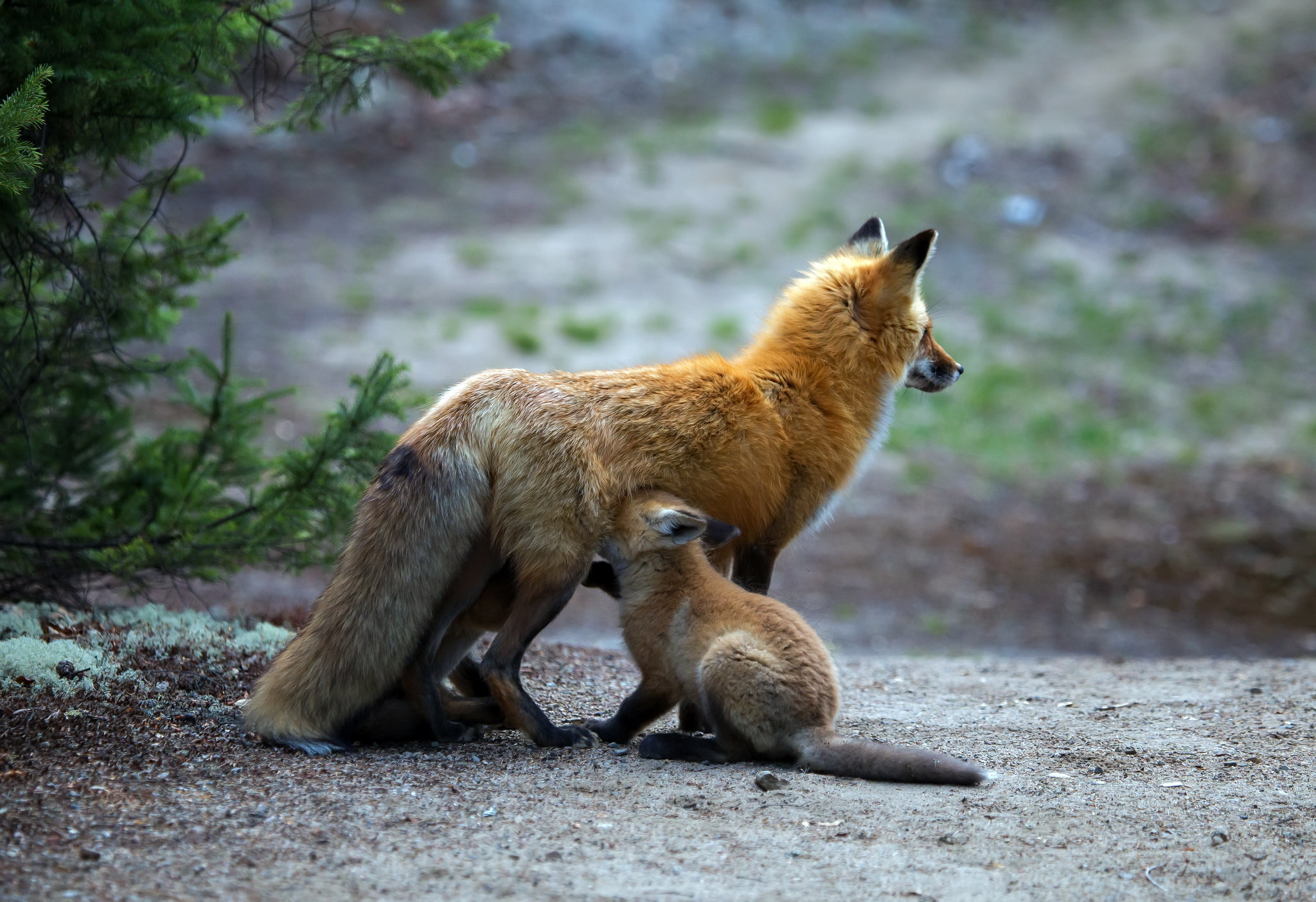 Обои природа, фон, лиса, детеныш, лисенок, лисы, nature, background, fox, cub разрешение 2048x1404 Загрузить