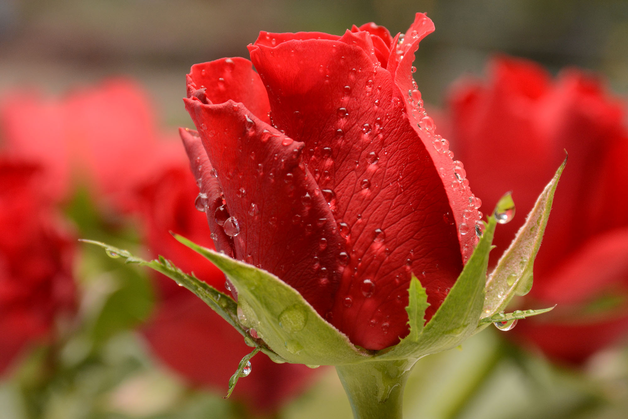 Обои макро, капли, роза, красная, бутон, боке, macro, drops, rose, red, bud, bokeh разрешение 2000x1333 Загрузить