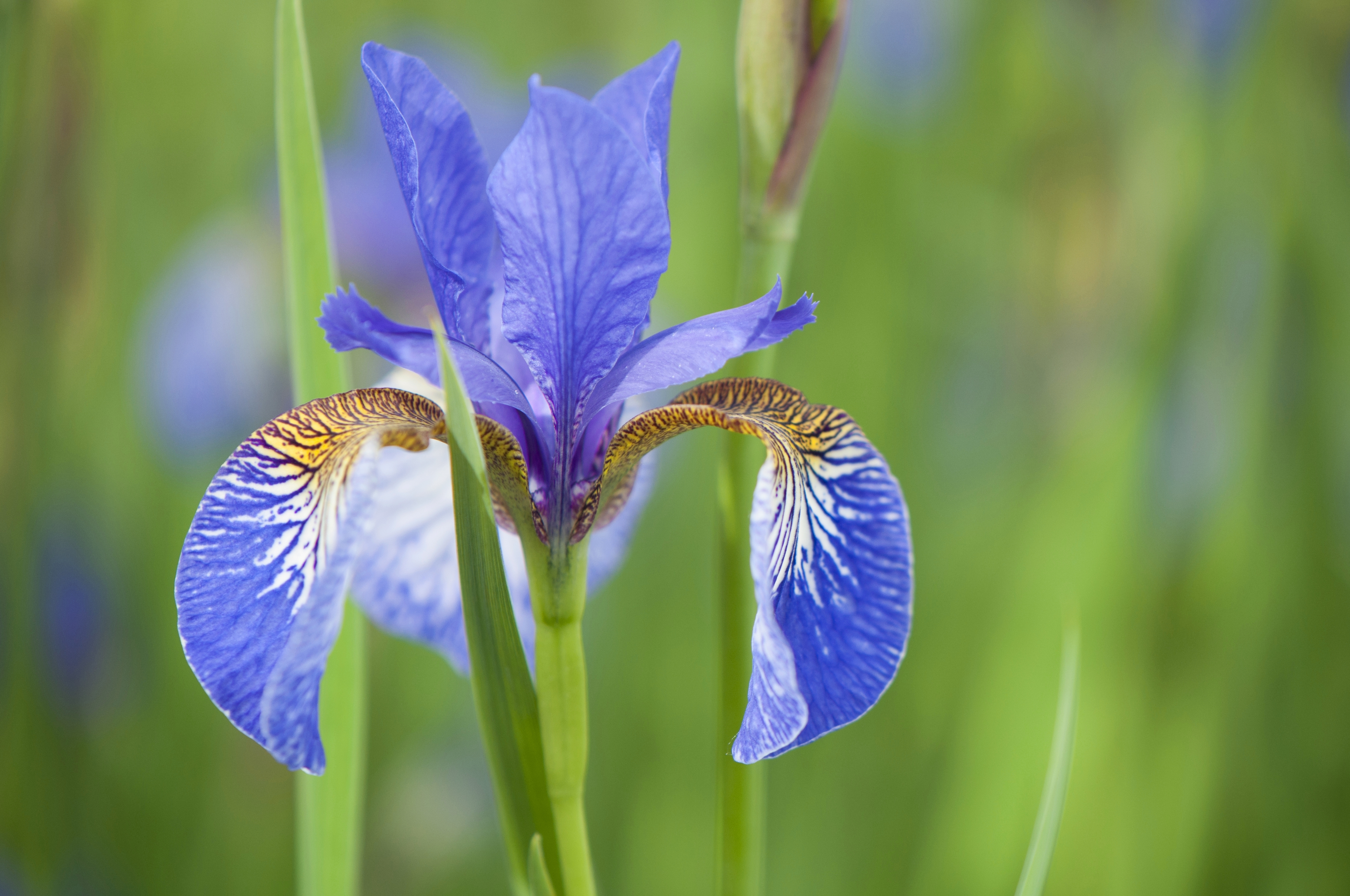 Обои природа, макро, лепестки, стебель, ирис, nature, macro, petals, stem, iris разрешение 4288x2848 Загрузить