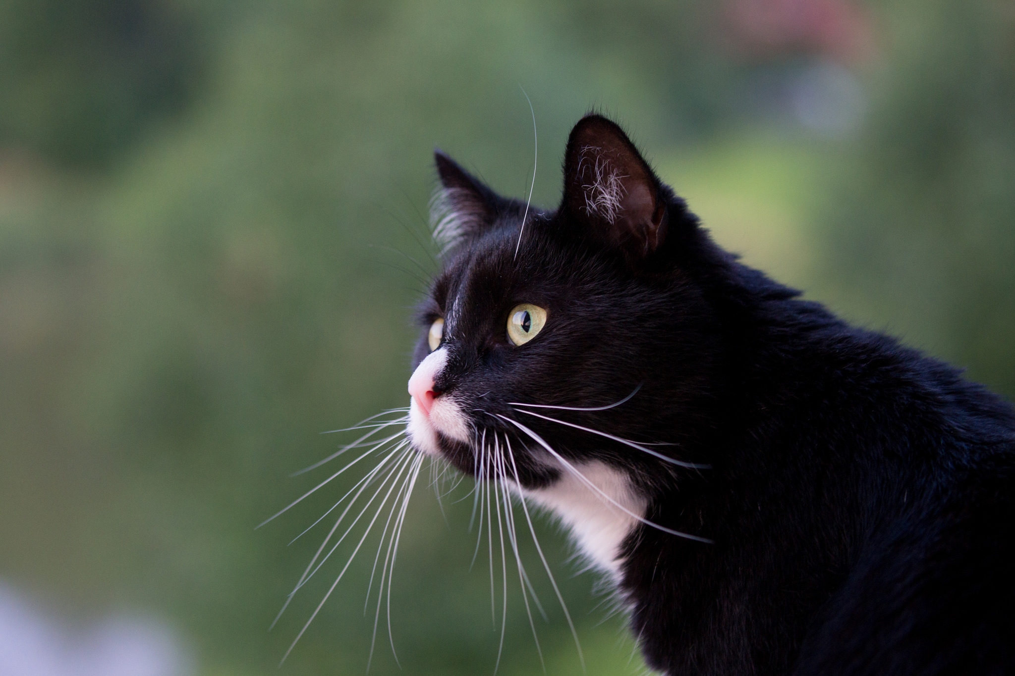 Обои кот, усы, профиль, кошачий взгляд, cat, mustache, profile, feline sight разрешение 2048x1365 Загрузить