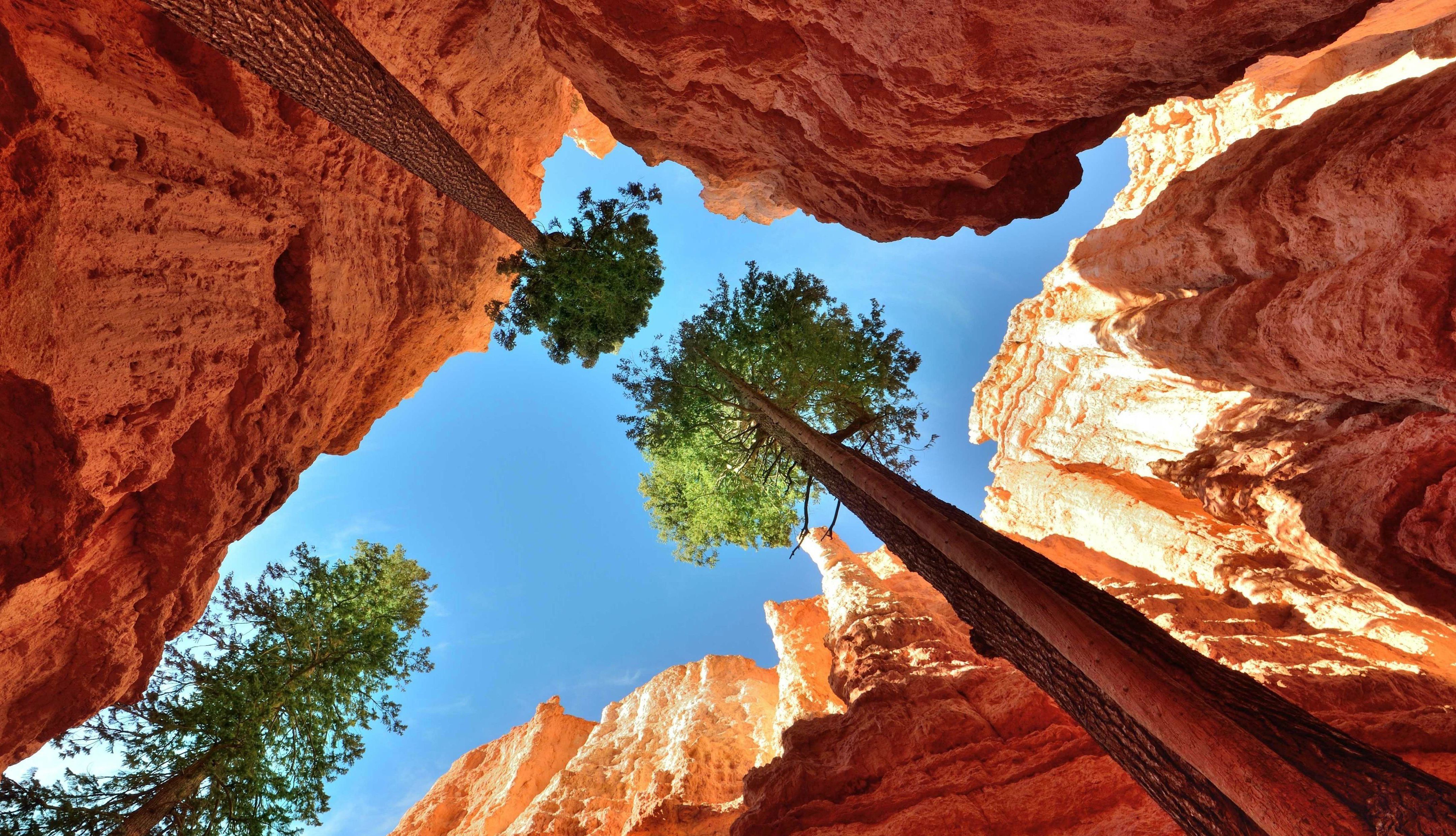 Обои небо, деревья, скалы, каньон, ущелье, кроны, верхушки, the sky, trees, rocks, canyon, gorge, crown, the top разрешение 4320x2482 Загрузить