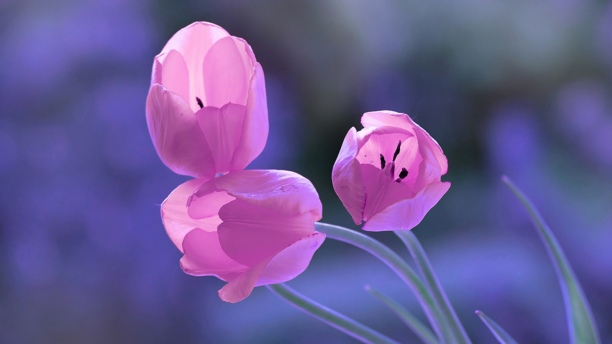 Обои цветы, бутоны, фон, весна, тюльпаны, трио, flowers, buds, background, spring, tulips, trio разрешение 2048x1152 Загрузить