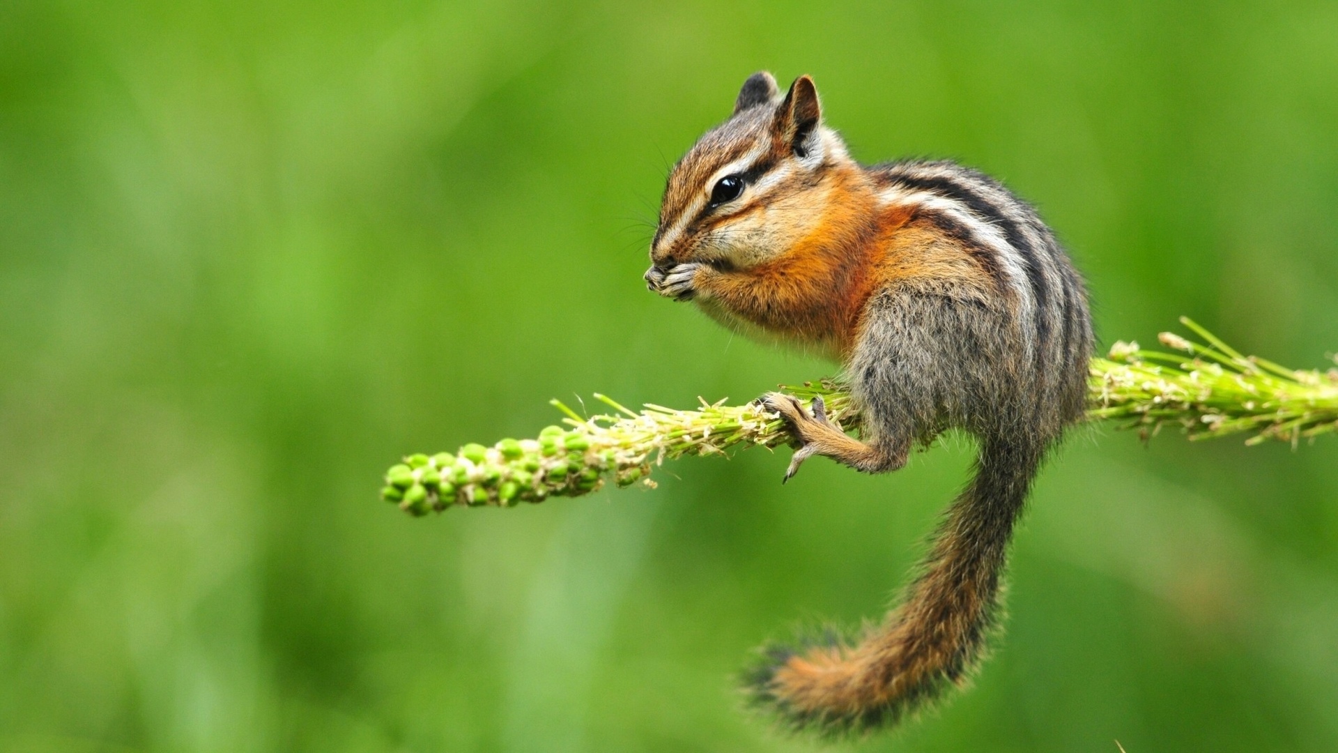 Обои ветка, фон, цветок, белка, бурундук, branch, background, flower, protein, chipmunk разрешение 1920x1080 Загрузить