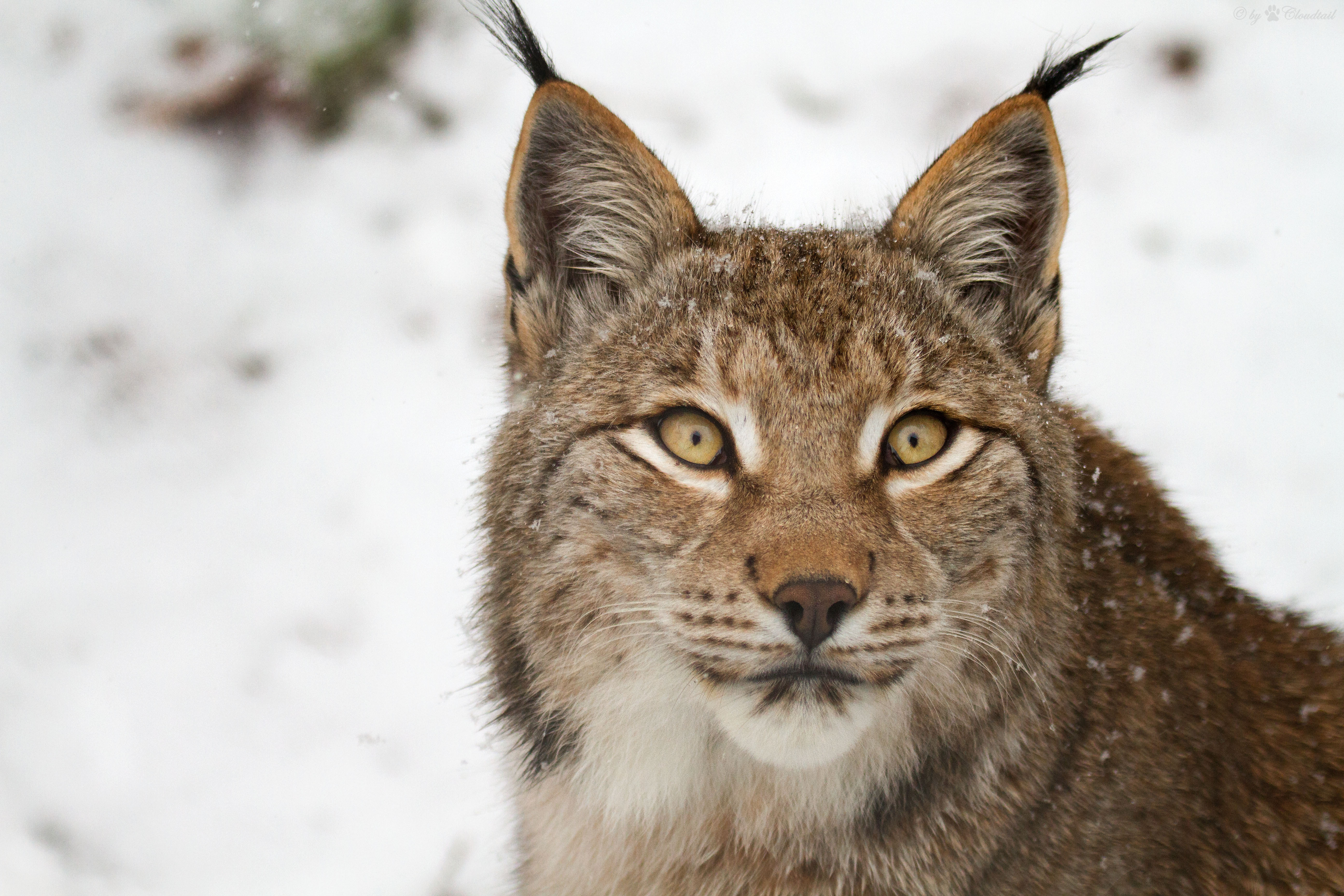 Рысь лицо. Рысь - Lynx Lynx (Linnaeus, 1758). Гималайская Рысь. Восточносибирская Рысь. Таежная Рысь.