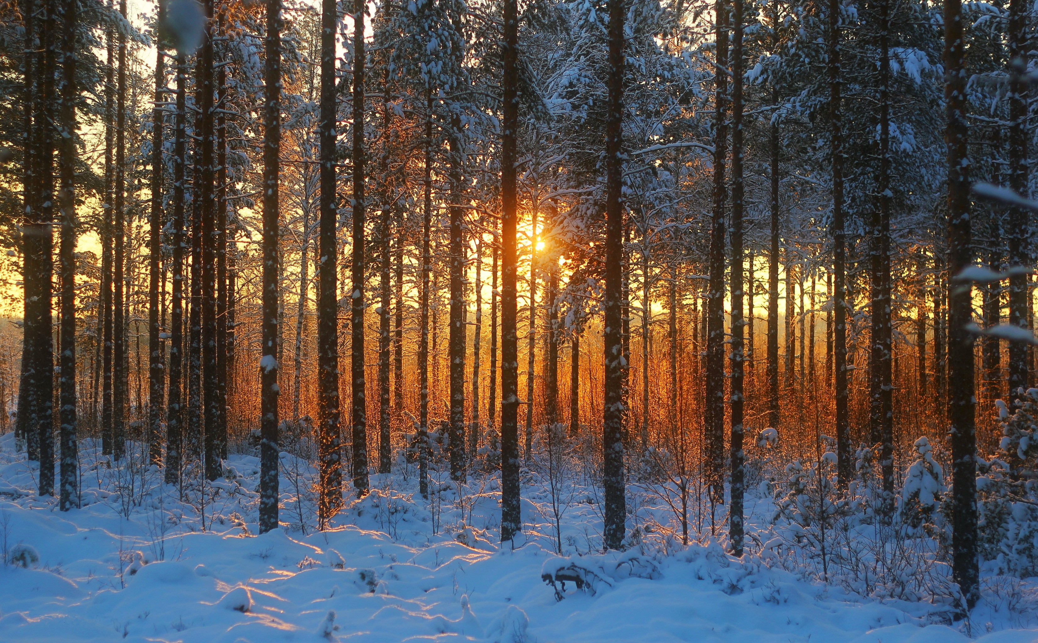 снег деревья солнце заход загрузить