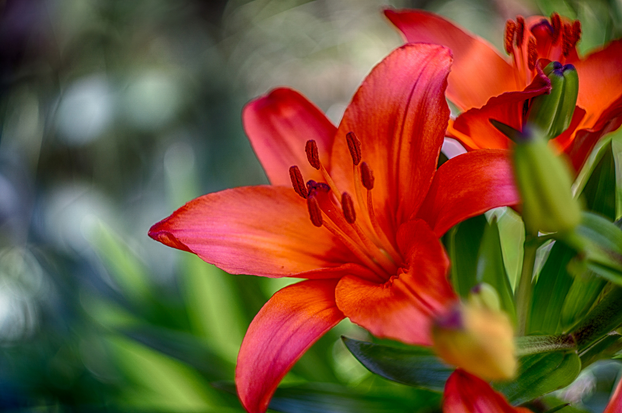 Обои бутоны, макро, лепестки, размытость, лилия, buds, macro, petals, blur, lily разрешение 2048x1358 Загрузить