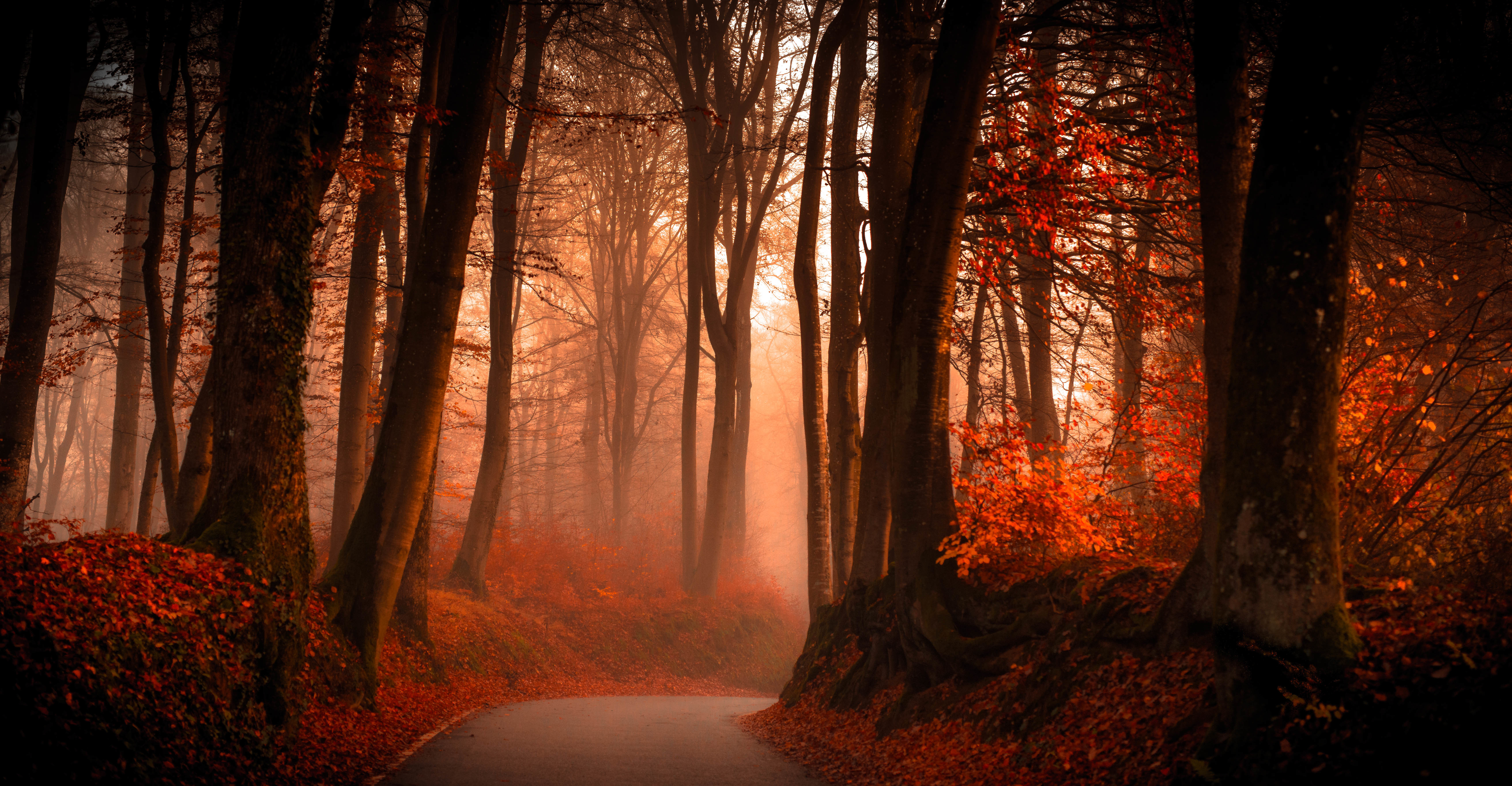 осень лес autumn forest бесплатно