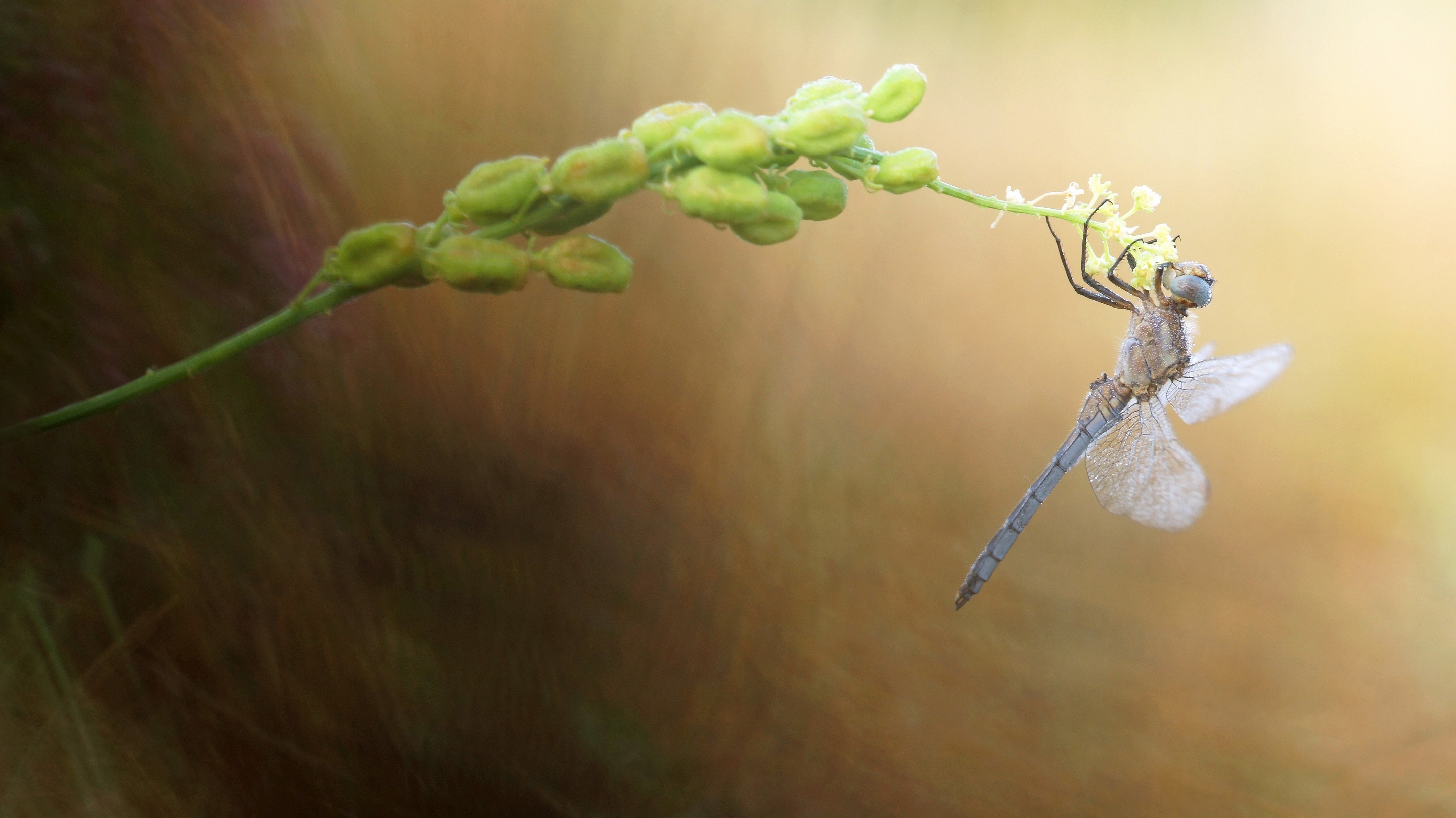 Обои природа, макро, насекомое, размытость, стрекоза, растение, стебелёк, nature, macro, insect, blur, dragonfly, plant, stem разрешение 2880x1620 Загрузить