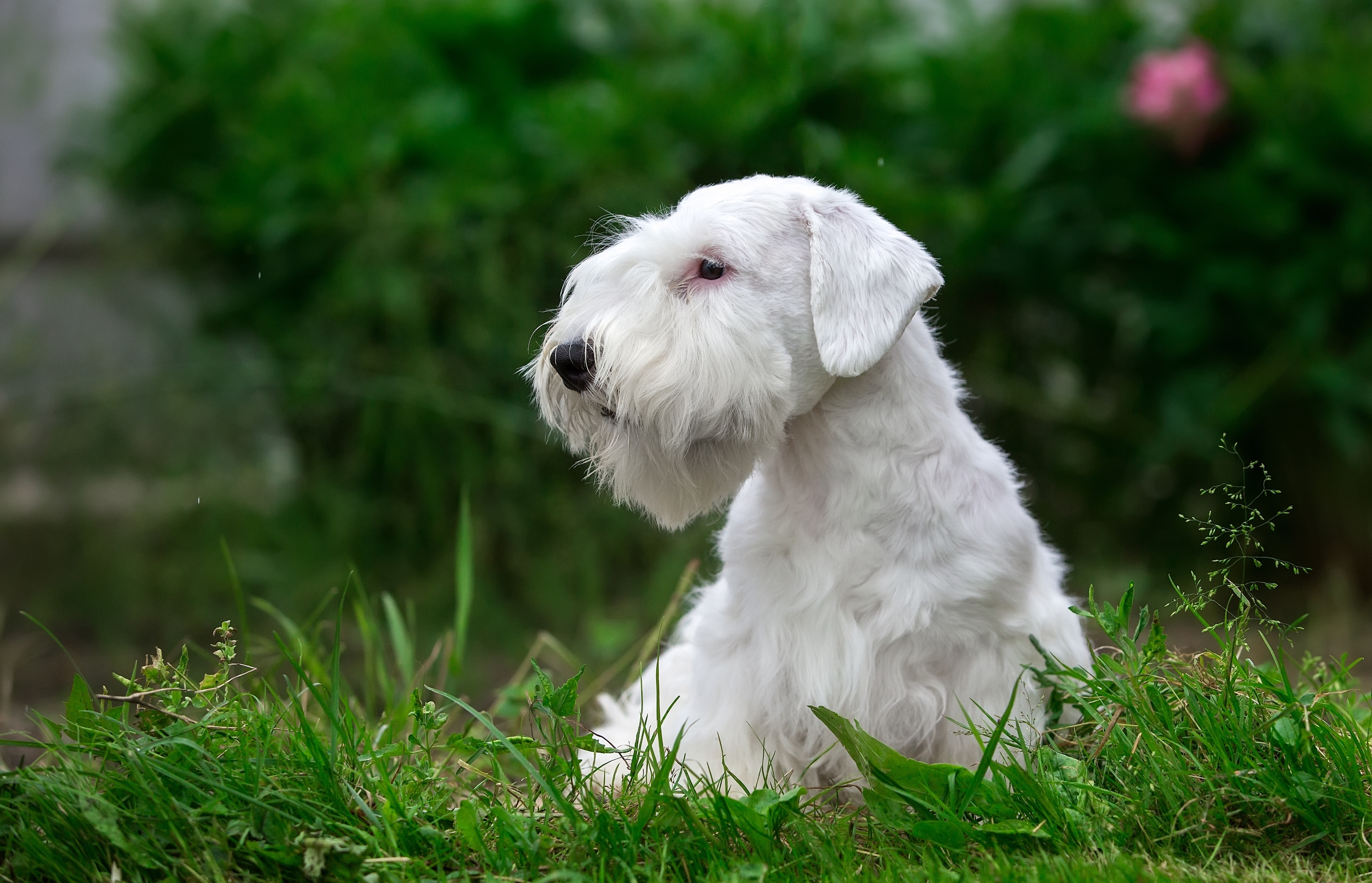 Обои трава, белый, щенок, порода, силихем-терьер, grass, white, puppy, breed, the sealyham terrier разрешение 3000x1930 Загрузить