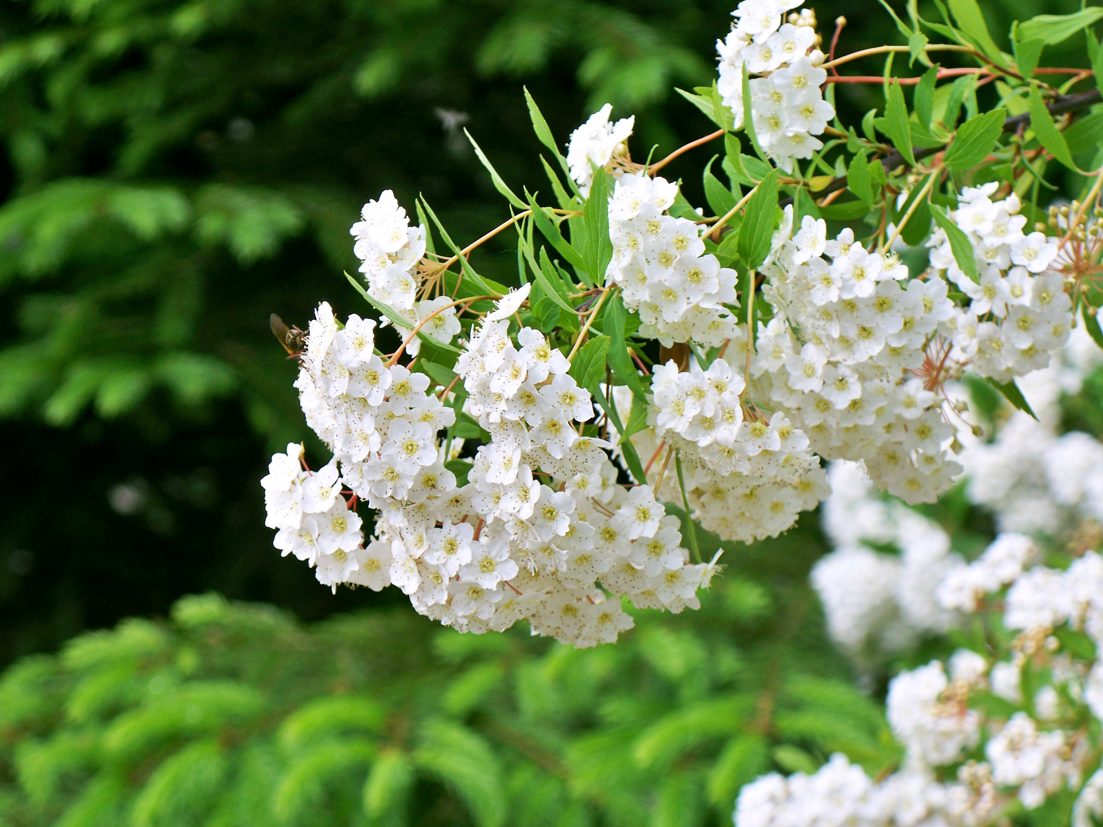 Куст цветет белыми цветами весной фото и название