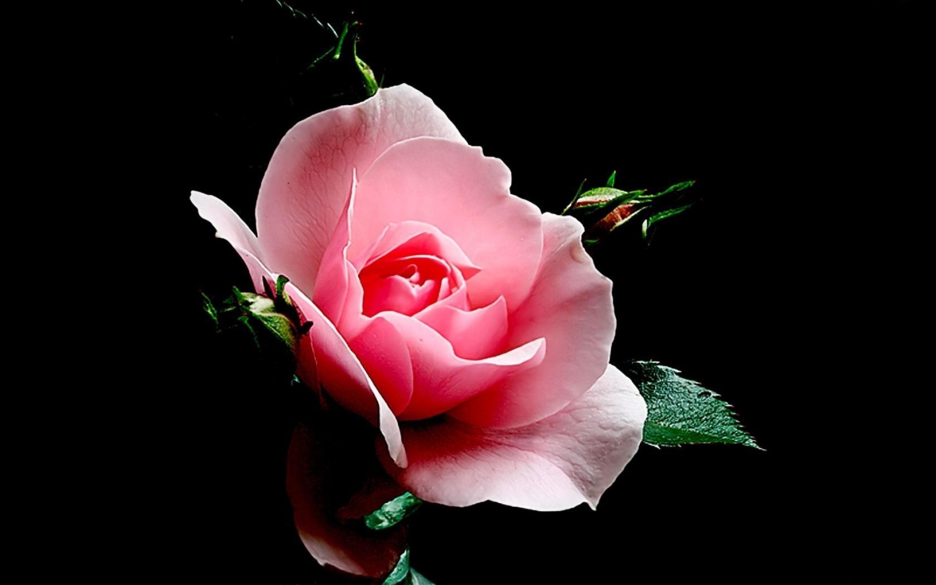 Обои роза, черный фон, розовая, rose, black background, pink разрешение 1920x1200 Загрузить