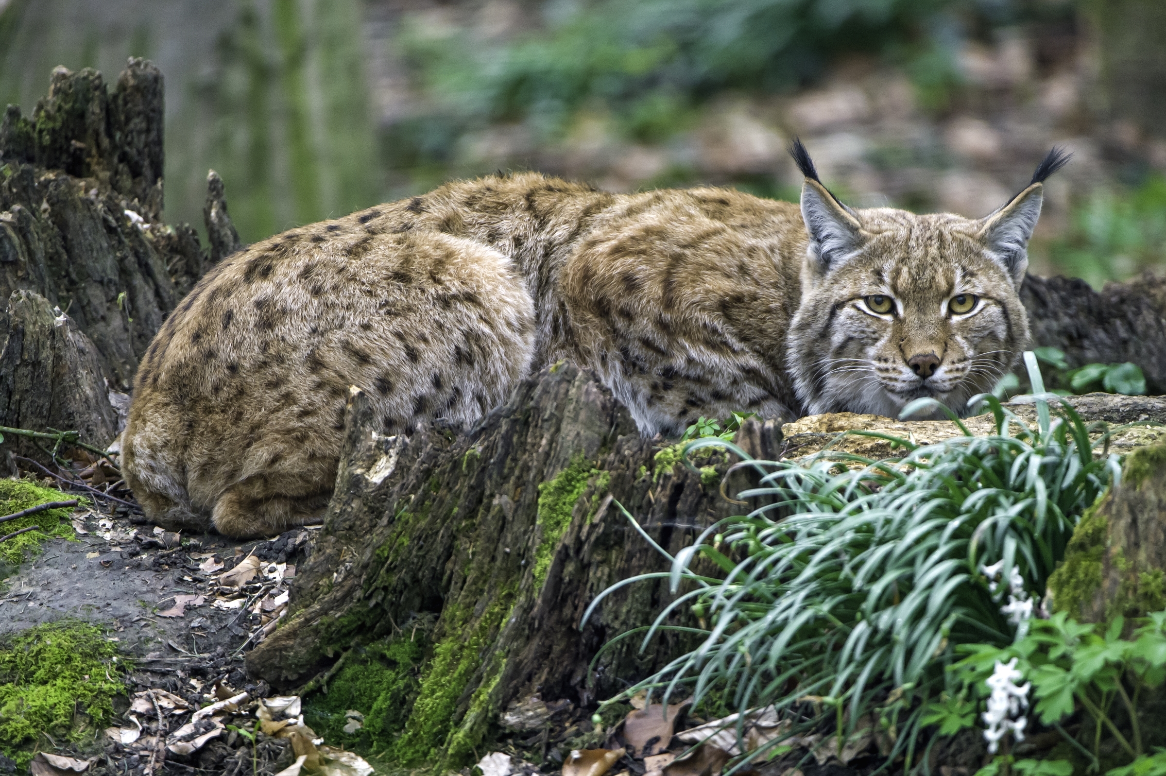 Какие дикие. Рысь Felis Lynx. Рысь Сибирская Евроазиатская. Алтайский заповедник Рысь. Сихотэ Алинь Рысь.