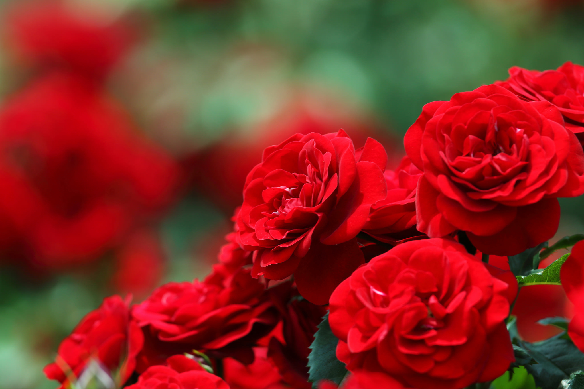 Обои цветы, розы, размытость, боке, красные розы, flowers, roses, blur, bokeh, red roses разрешение 2048x1365 Загрузить