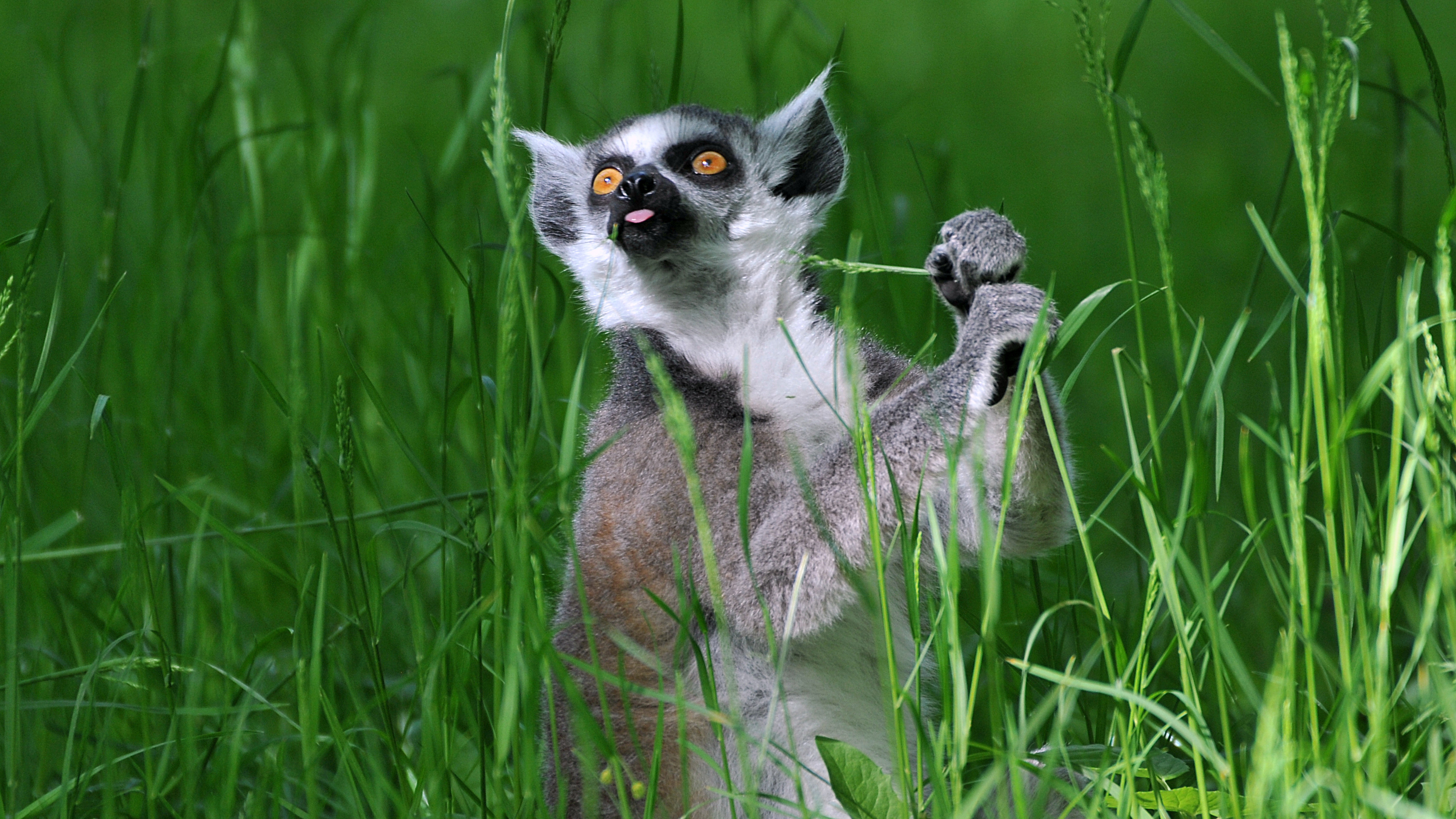 Обои трава, лемур, кошачий лемур, катта, grass, lemur, a ring-tailed lemur, katta разрешение 3321x1868 Загрузить