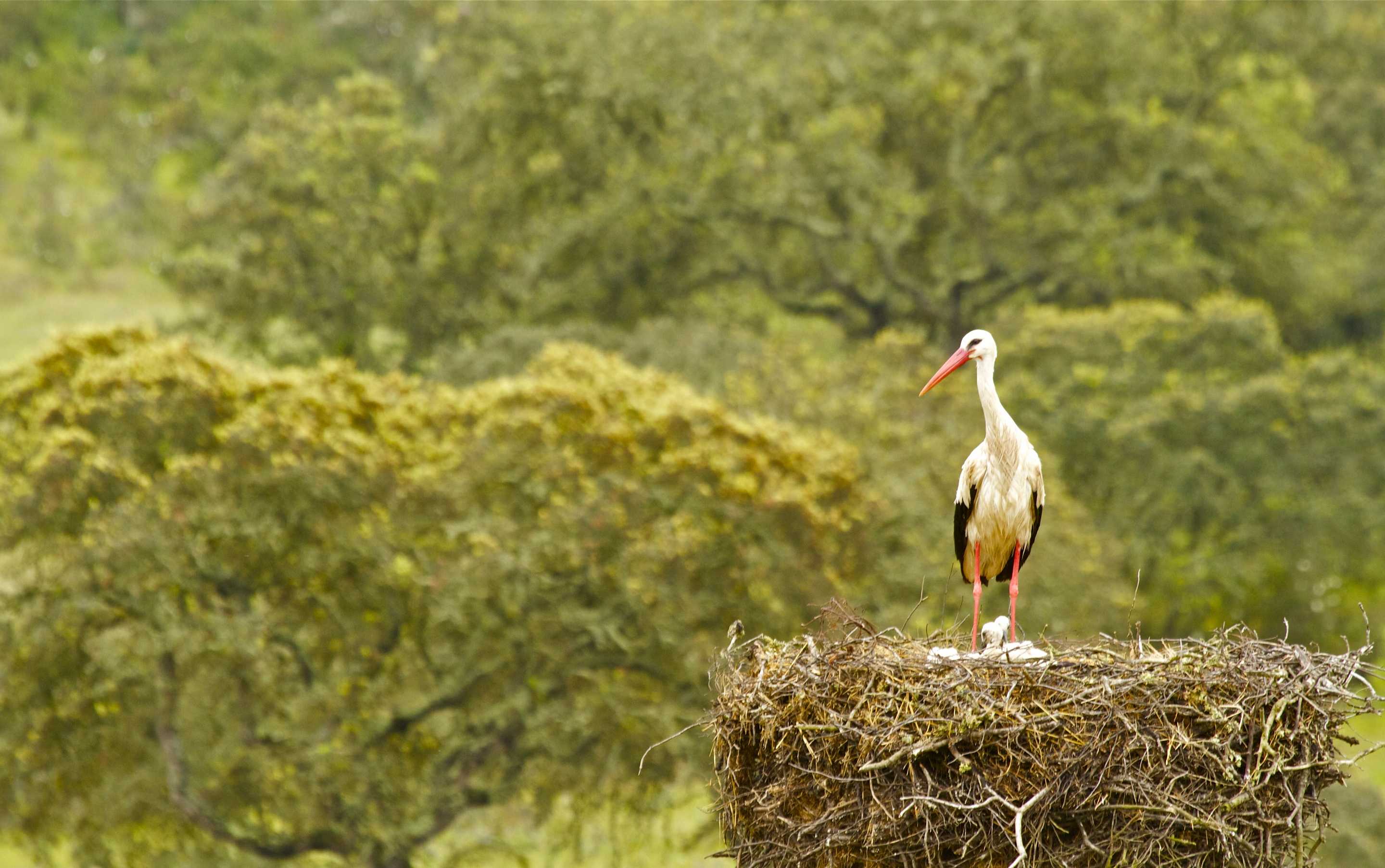 Обои птица, аист, птенцы, гнездо, bird, stork, chicks, socket разрешение 2880x1805 Загрузить