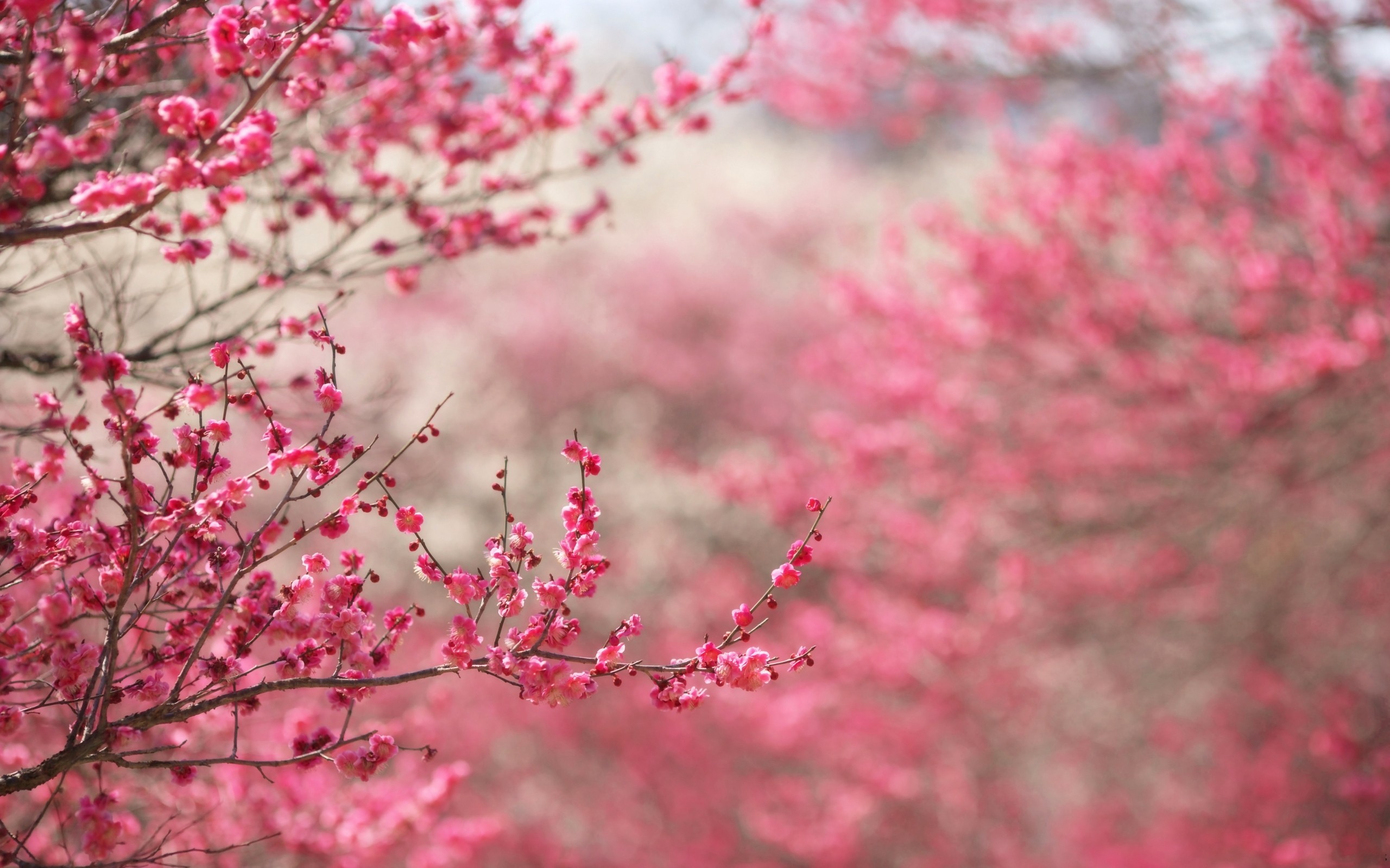 Обои цветы, дерево, бутоны, весна, вишня, flowers, tree, buds, spring, cherry разрешение 2560x1600 Загрузить