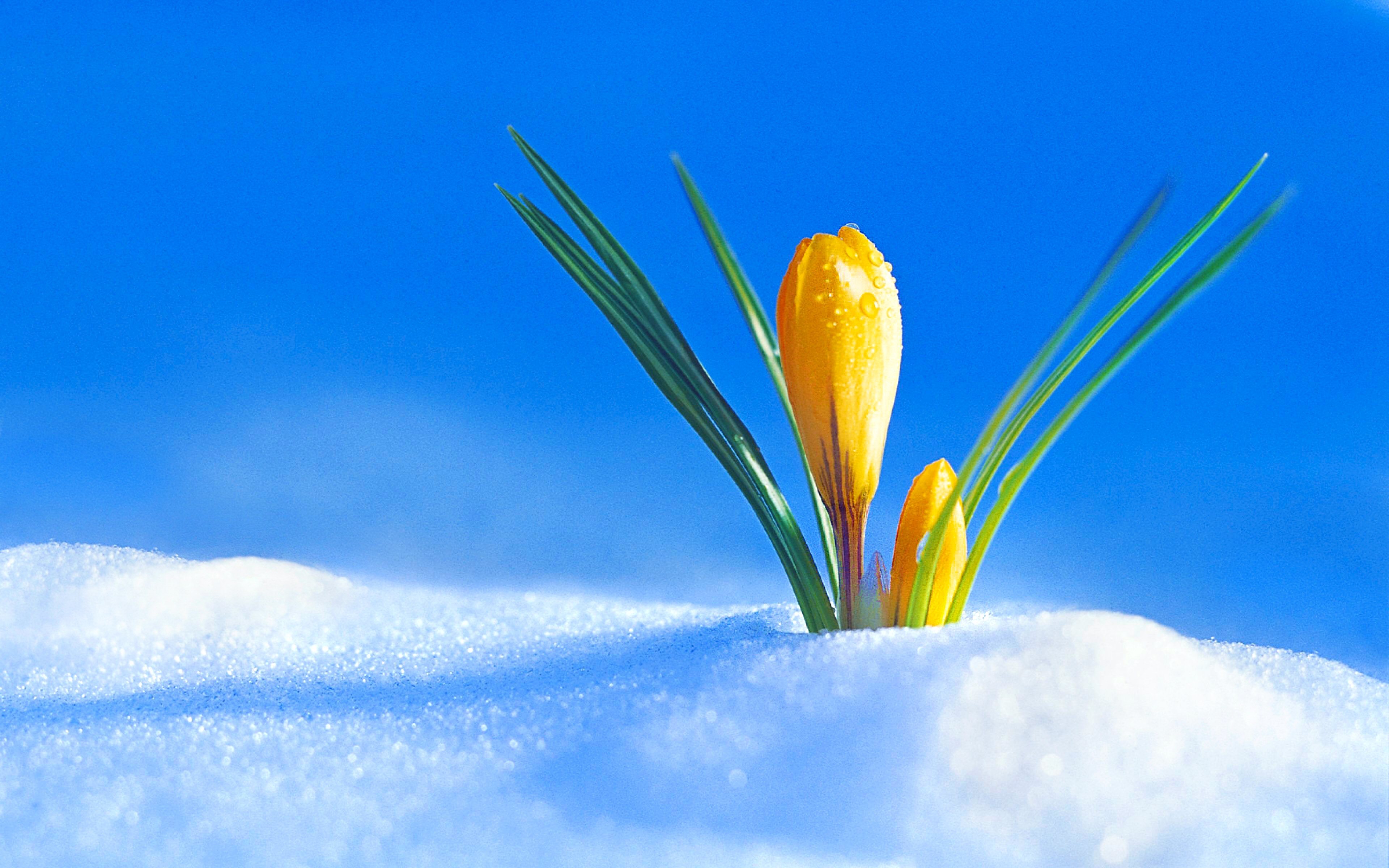 Обои снег, цветок, бутон, весна, крокус, snow, flower, bud, spring, krokus разрешение 3840x2400 Загрузить