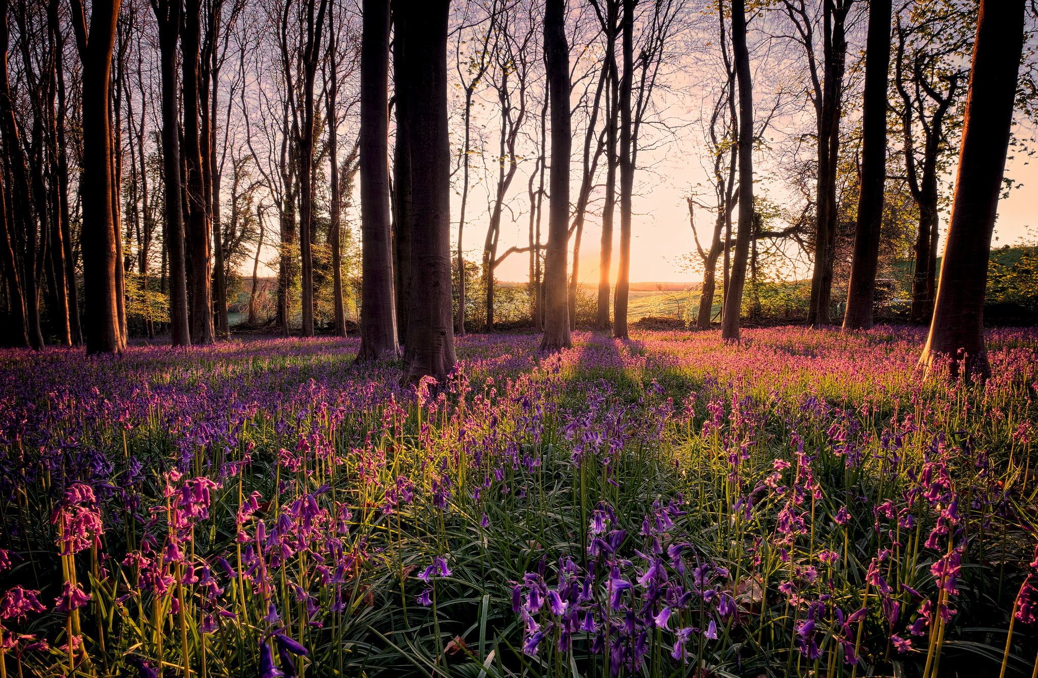 Обои свет, цветы, деревья, утро, light, flowers, trees, morning разрешение 2047x1337 Загрузить