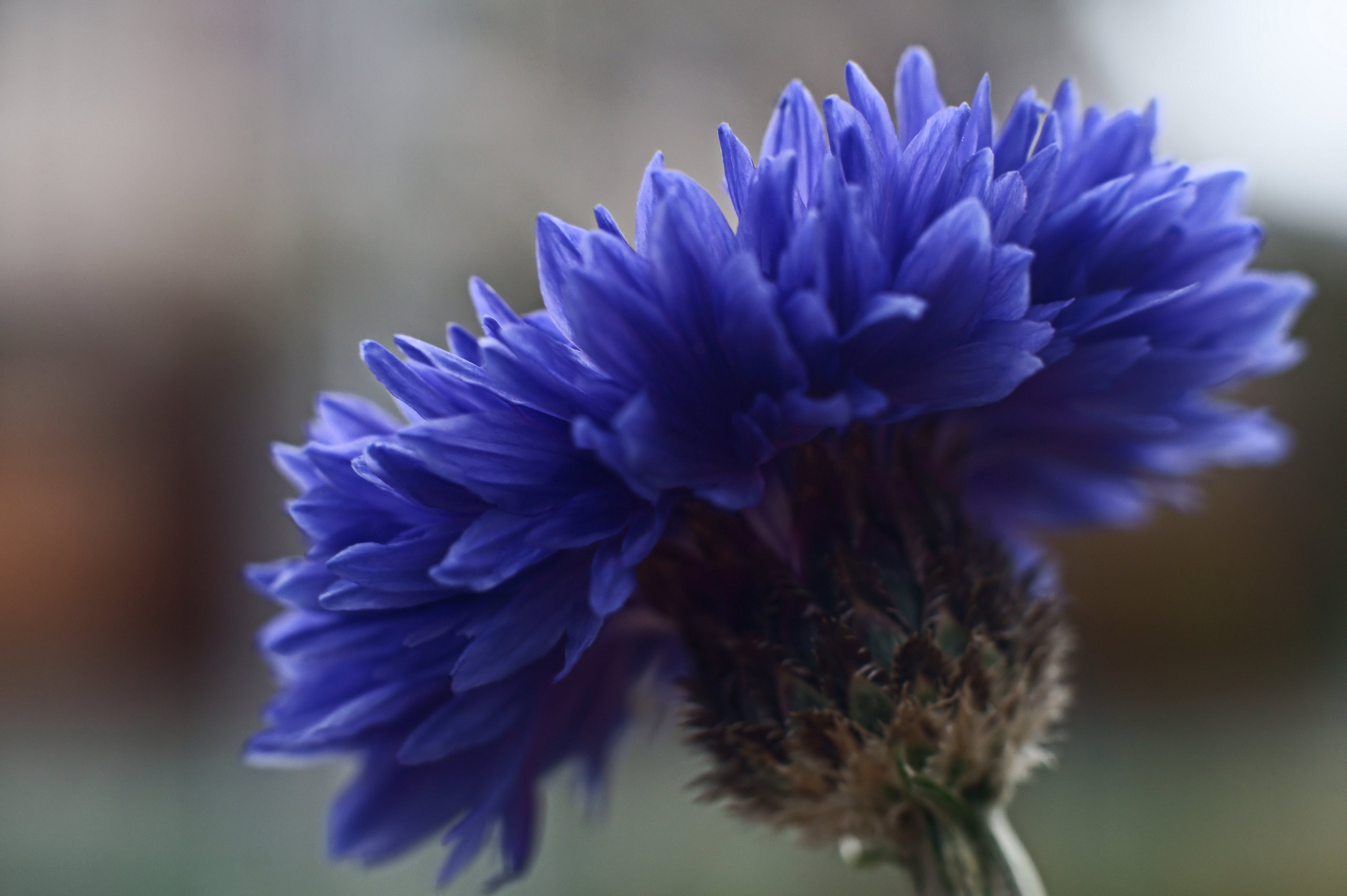 природа цветы синие васильки nature flowers blue cornflowers загрузить
