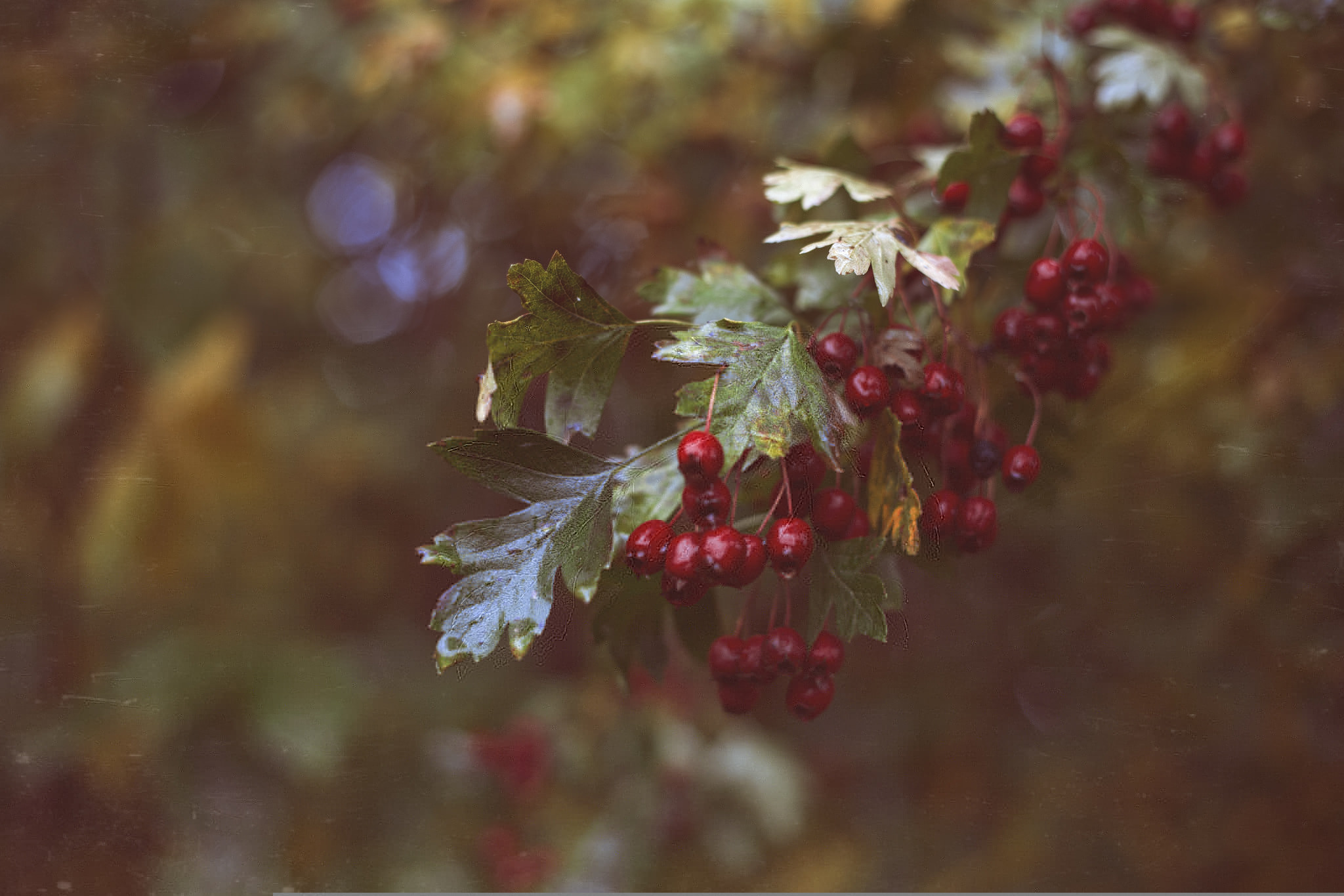 Обои ветка, листья, красные, ягоды, branch, leaves, red, berries разрешение 2048x1365 Загрузить