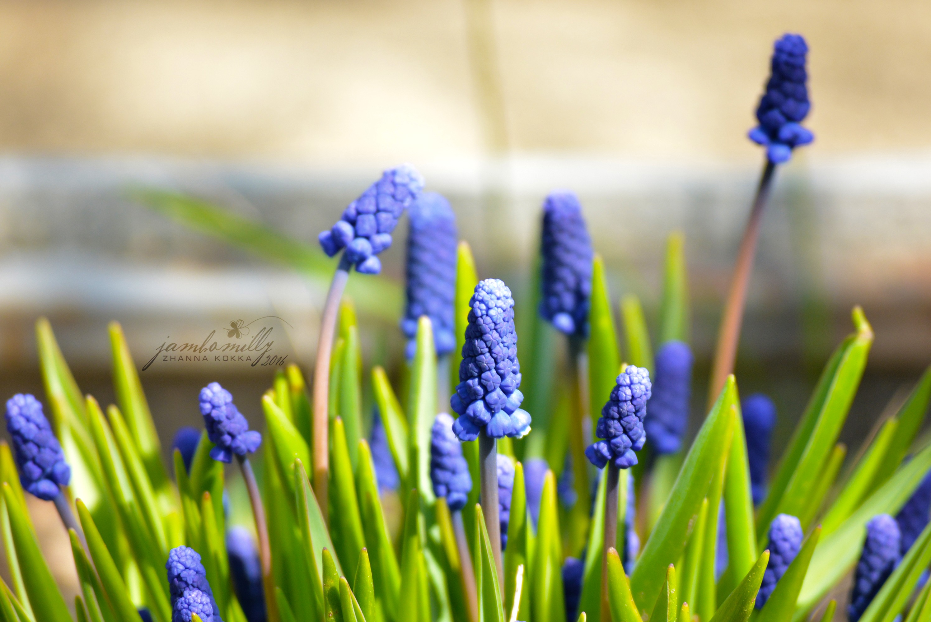 Обои цветы, макро, весна, синие, май, мускари, мышиный гиацинт, flowers, macro, spring, blue, may, muscari, hyacinth mouse разрешение 2992x2000 Загрузить