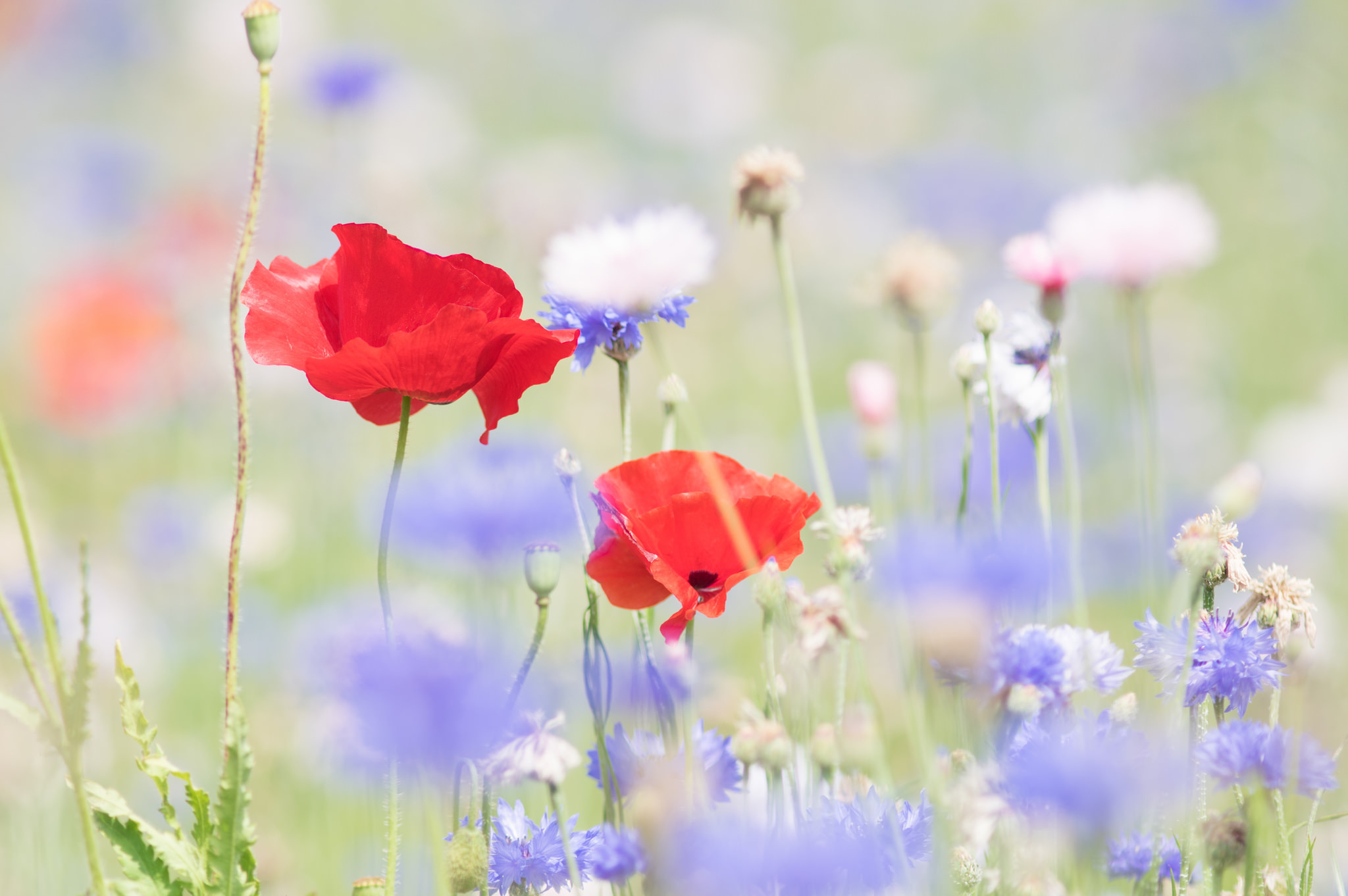 Обои цветы, лето, маки, размытость, васильки, flowers, summer, maki, blur, cornflowers разрешение 2048x1362 Загрузить