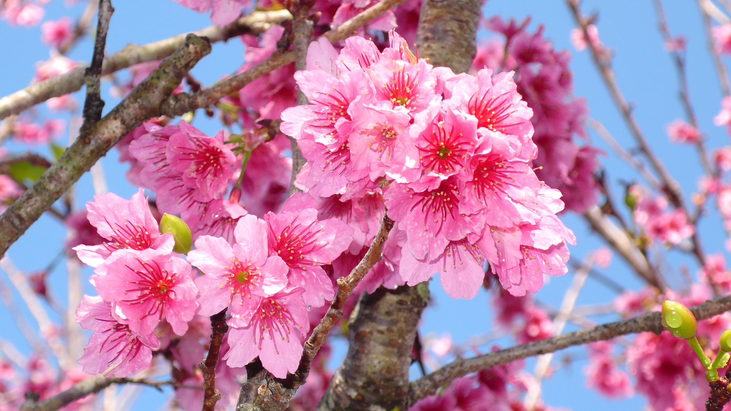 цветение дерево весна загрузить
