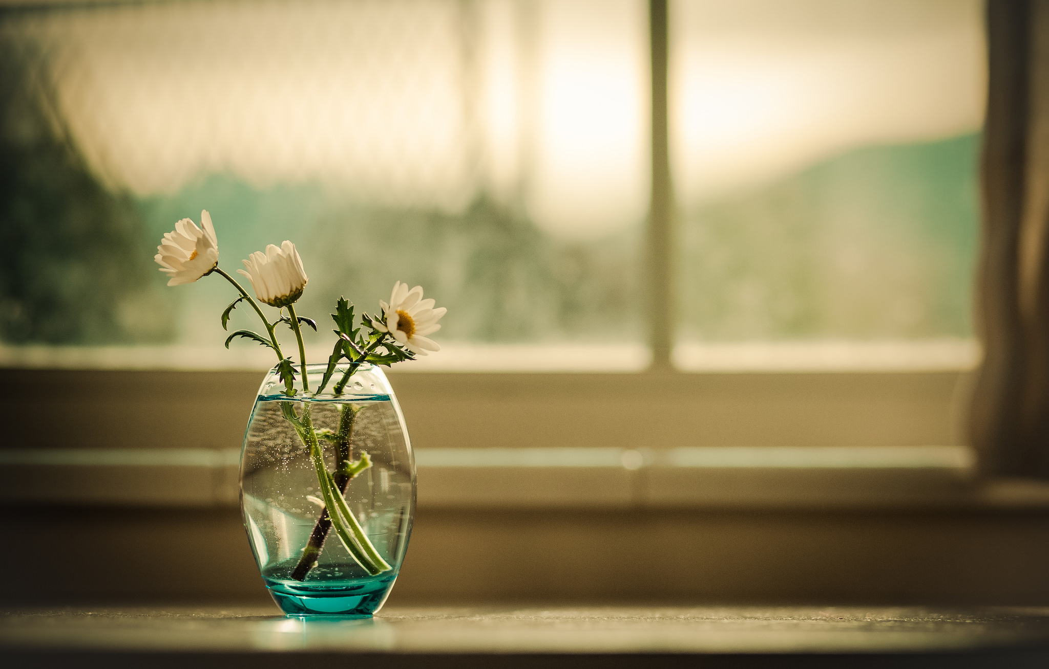 Цветы на окне в вазе бесплатно