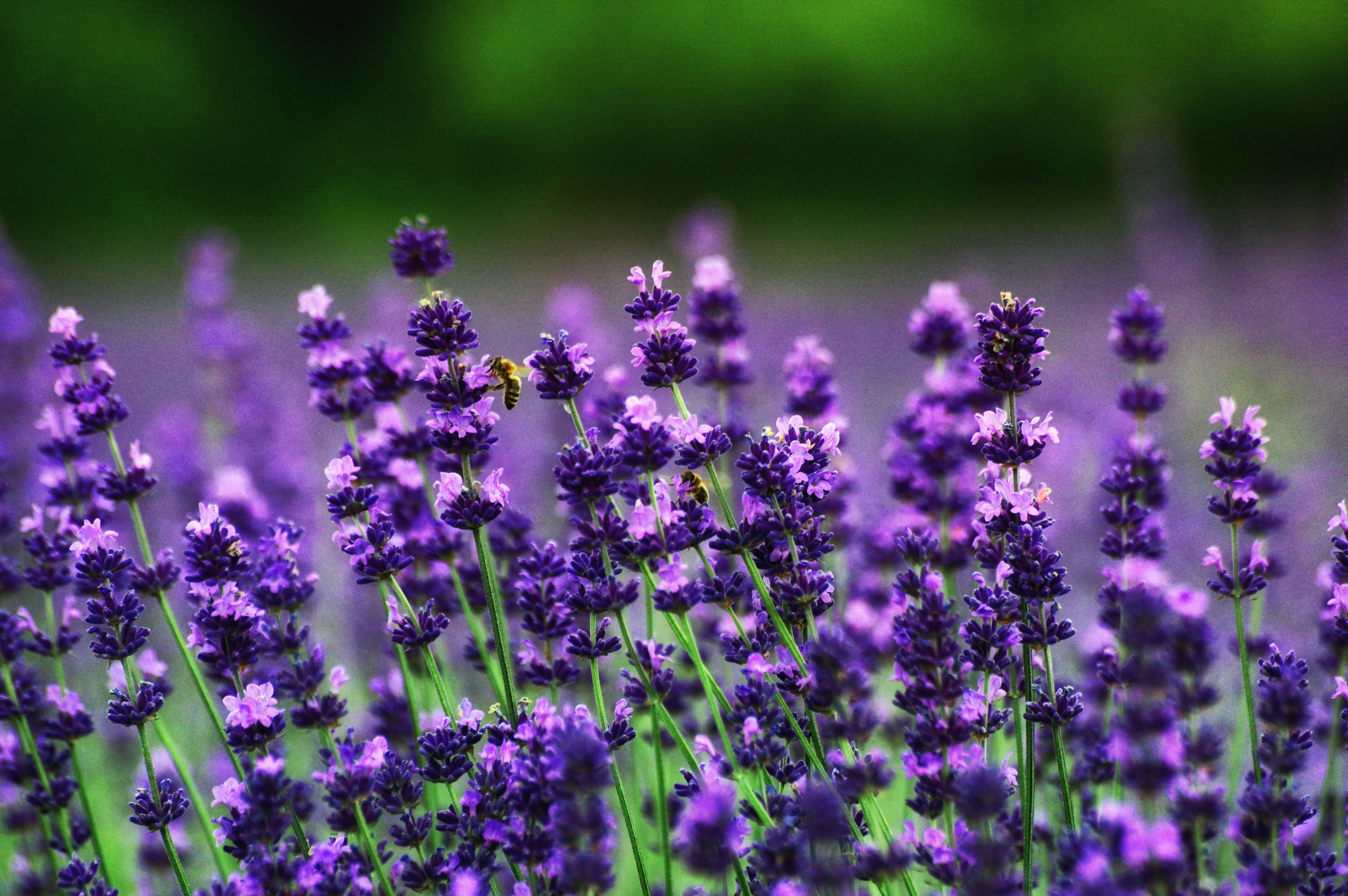 Обои цветы, поле, лаванда, пчелы, flowers, field, lavender, bees разрешение 3008x2000 Загрузить