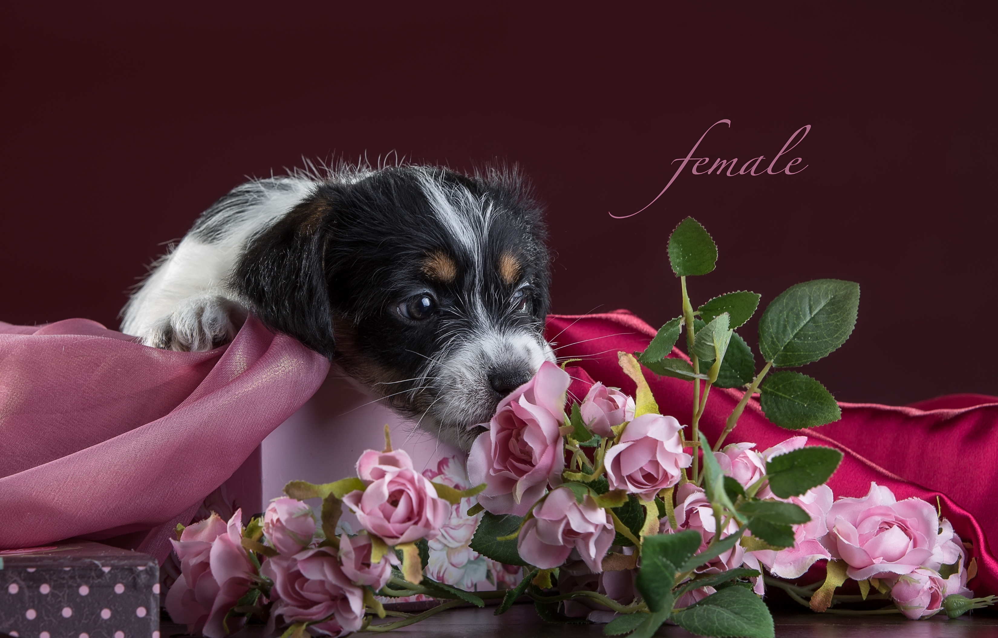 Обои цветы, розы, щенок, ткань, джек-рассел-терьер, flowers, roses, puppy, fabric, jack russell terrier разрешение 3300x2112 Загрузить