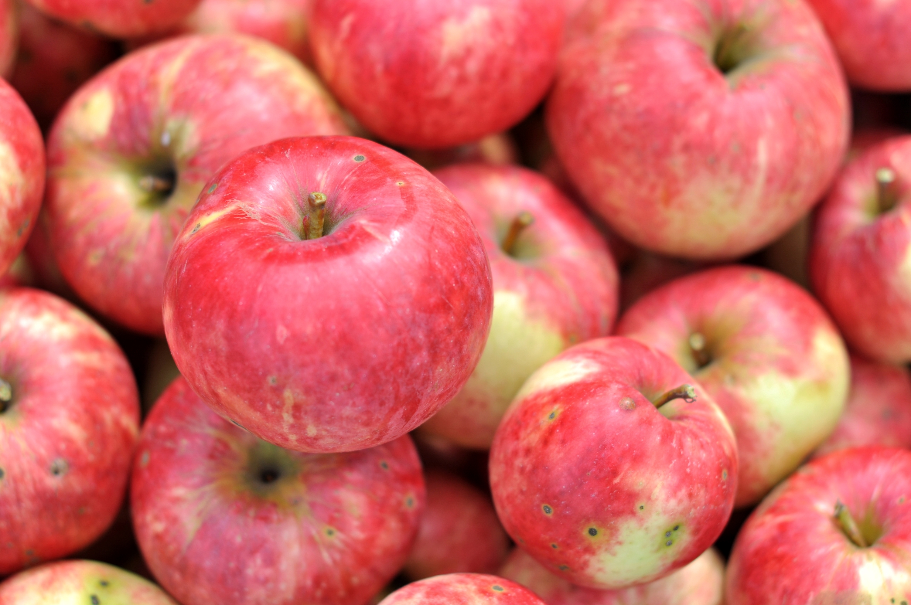 Самые популярные яблоки. Яблоки Пинк леди. Красивое яблоко. Разноцветные яблоки. Красивое яблочко.