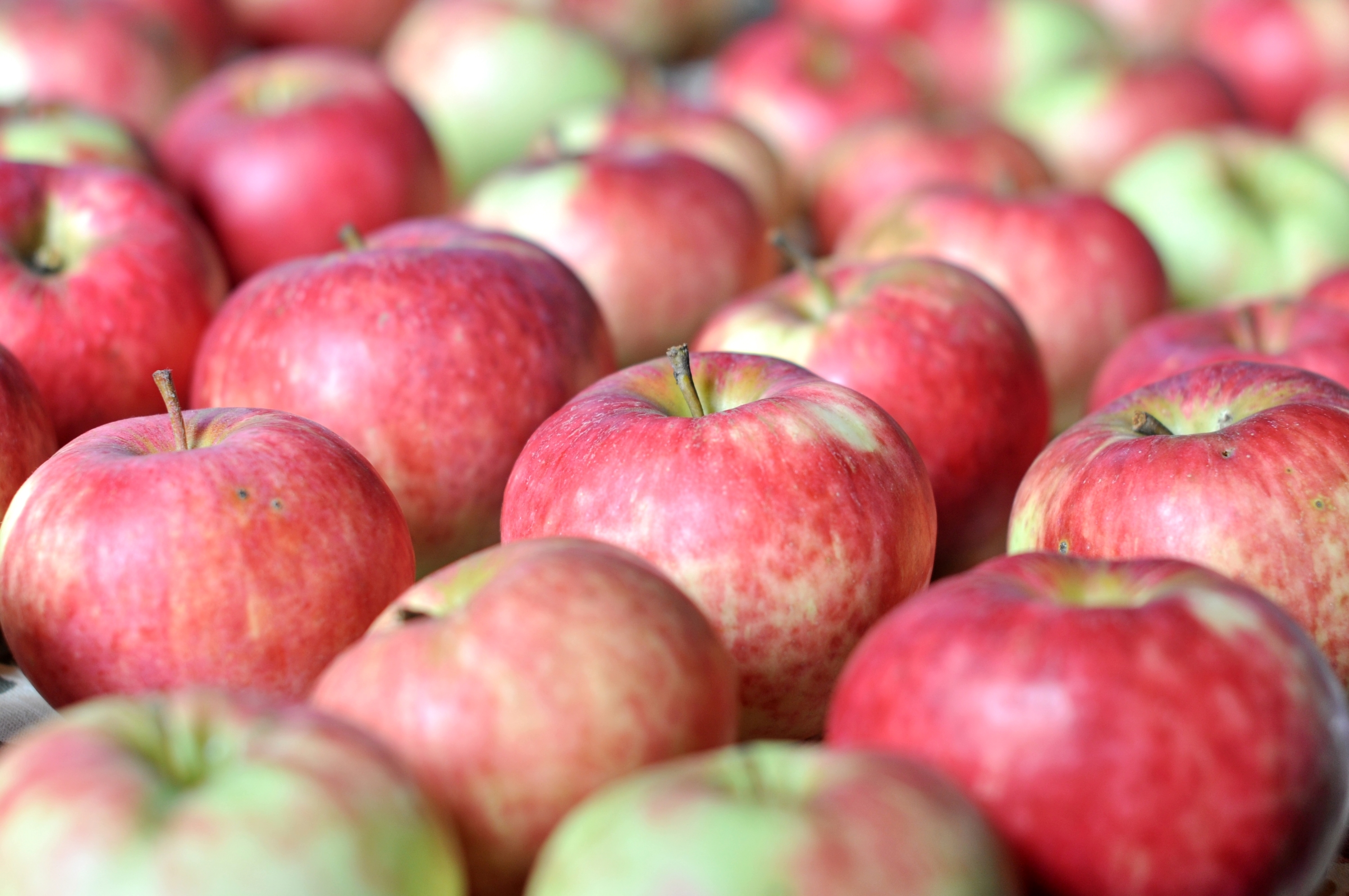 Обои макро, фрукты, яблоки, плоды, macro, fruit, apples разрешение 3000x1994 Загрузить