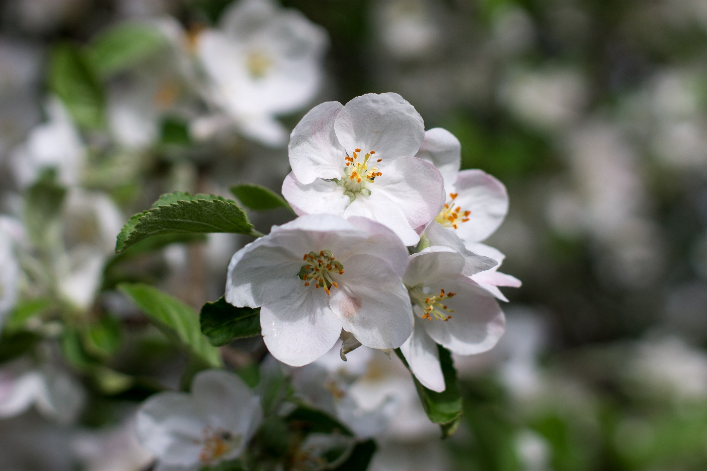 Обои цветение, листья, макро, лепестки, весна, яблоня, боке, flowering, leaves, macro, petals, spring, apple, bokeh разрешение 2400x1600 Загрузить