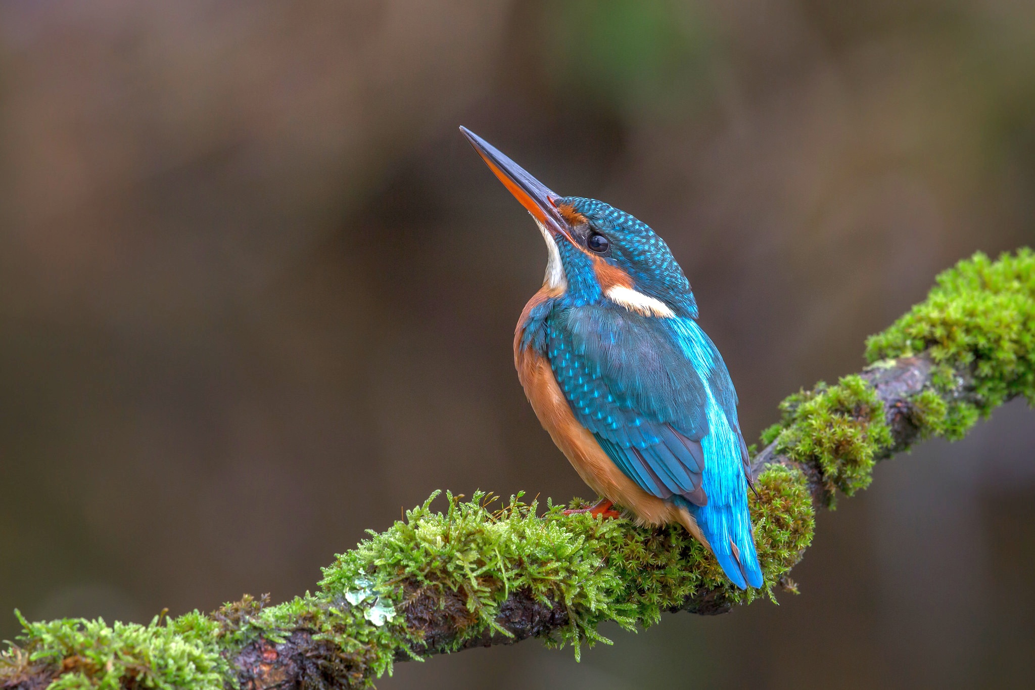 Обои ветка, природа, птица, клюв, мох, перья, зимородок, branch, nature, bird, beak, moss, feathers, kingfisher разрешение 2048x1365 Загрузить