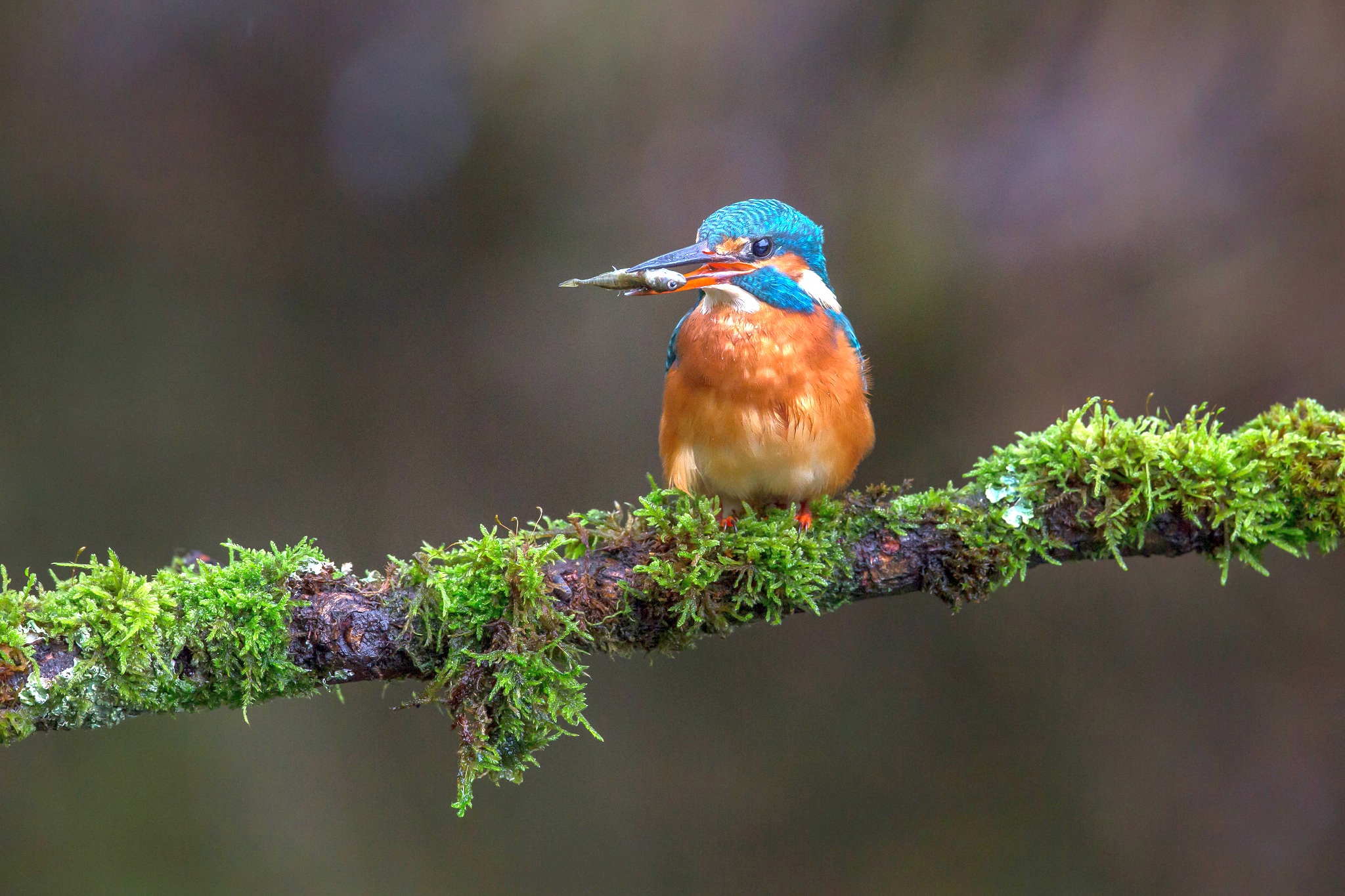 Fishing birds. Зимородок. Зимородок птица. Зимородок Сибирский.