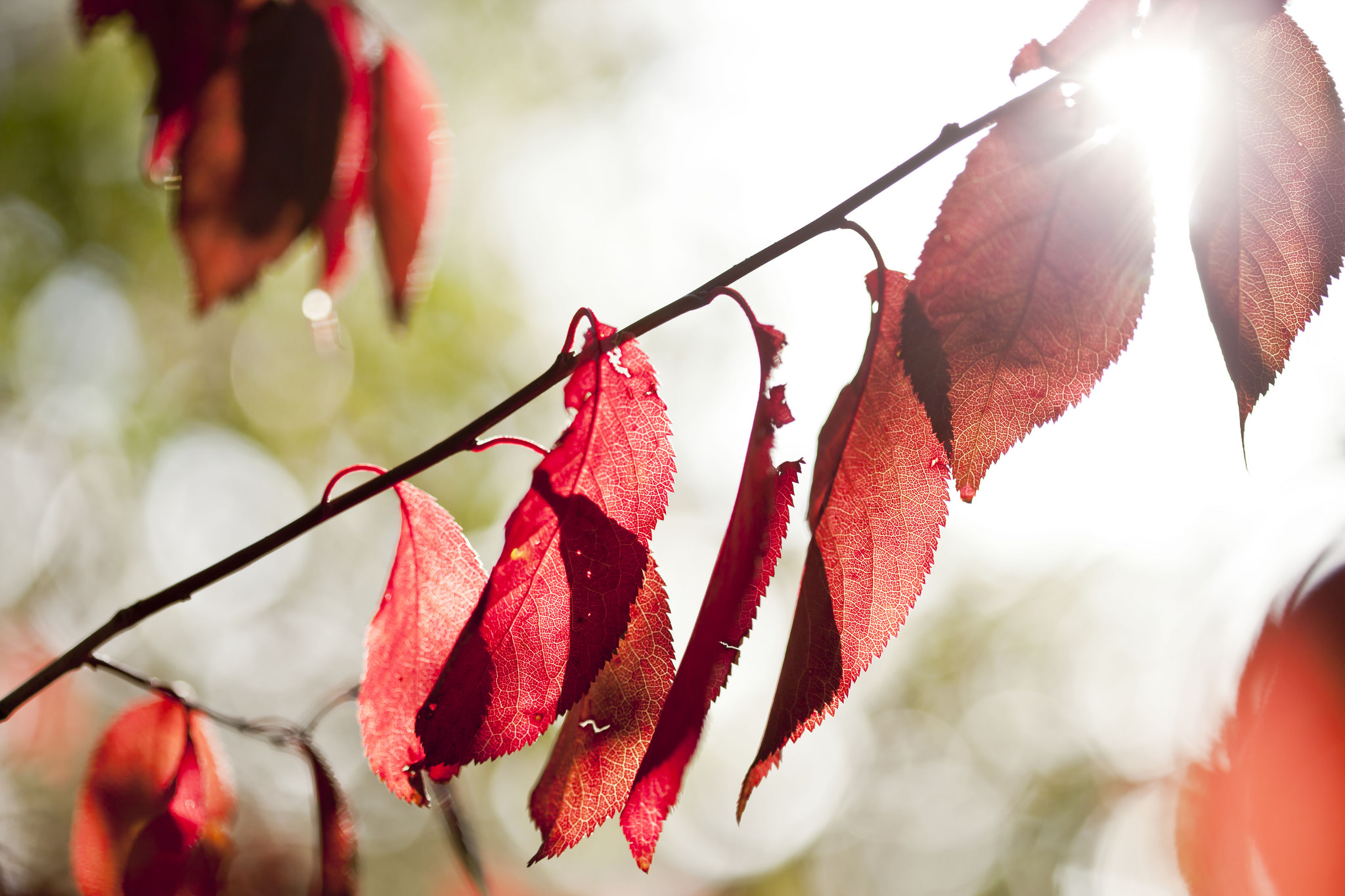 Обои свет, природа, листья, осень, light, nature, leaves, autumn разрешение 2048x1365 Загрузить