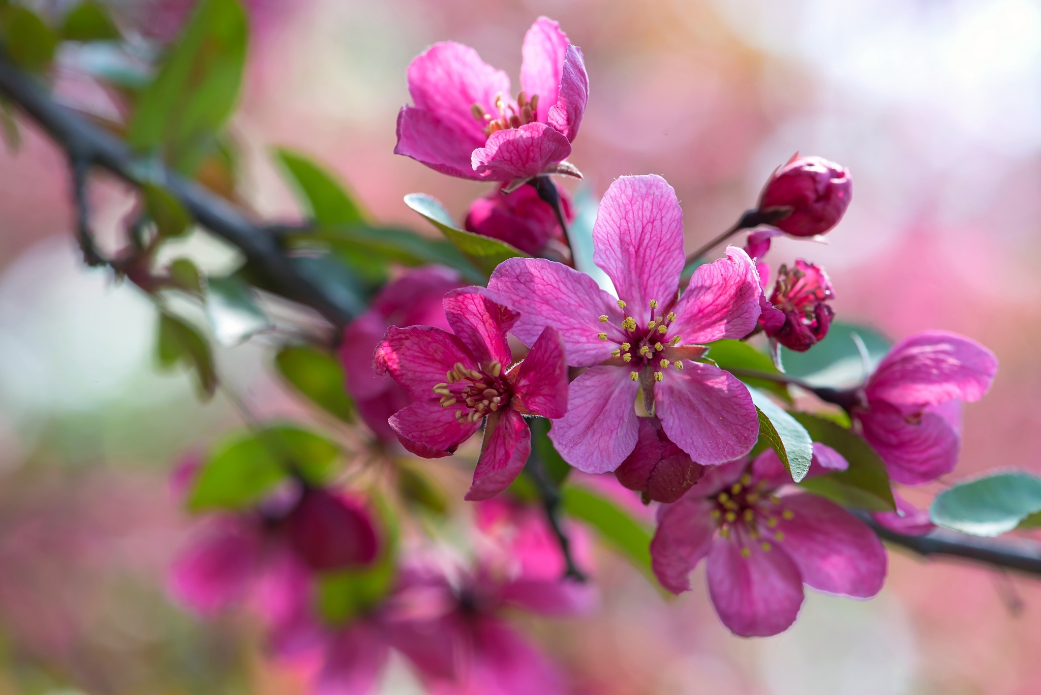 Розовые цветочки цветущего дерева без смс