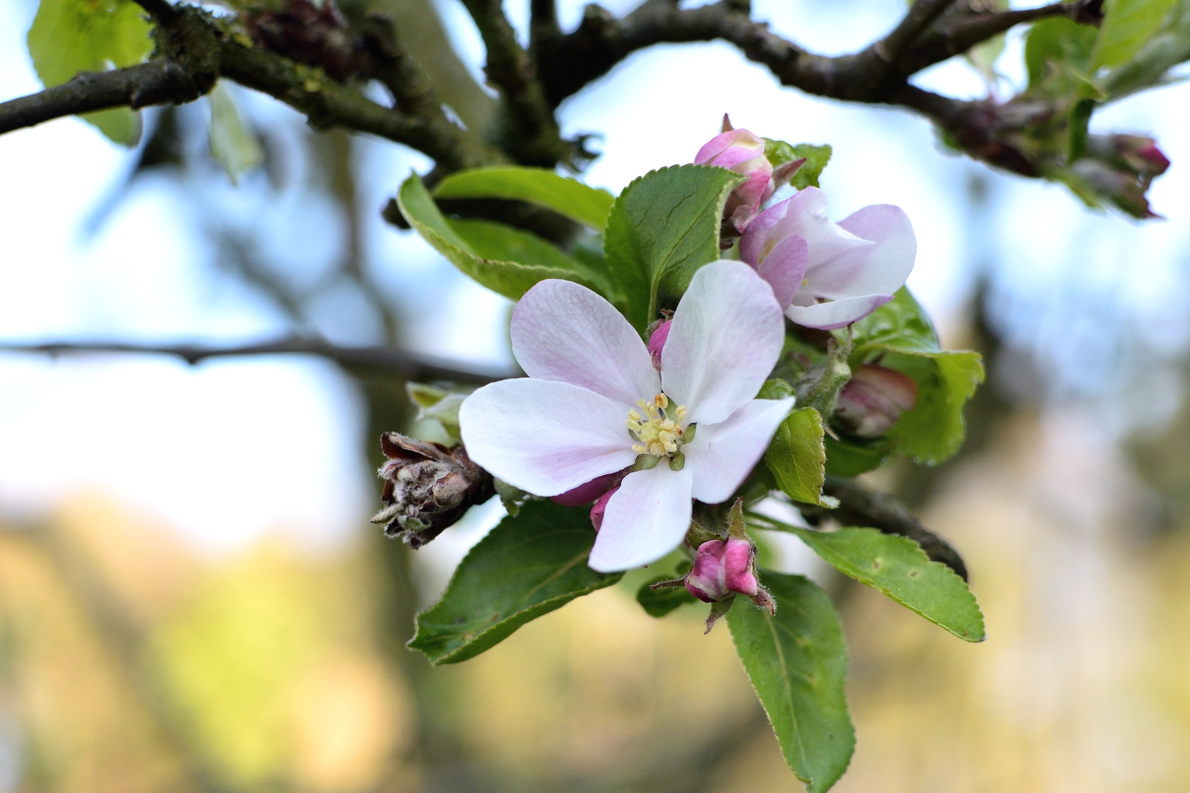 Яблоки цветы весны. Яблоня Недзвецкого. Цветущая веточка яблони. Цветущая Яблоневая ветка. Яблоневый цвет Malus.