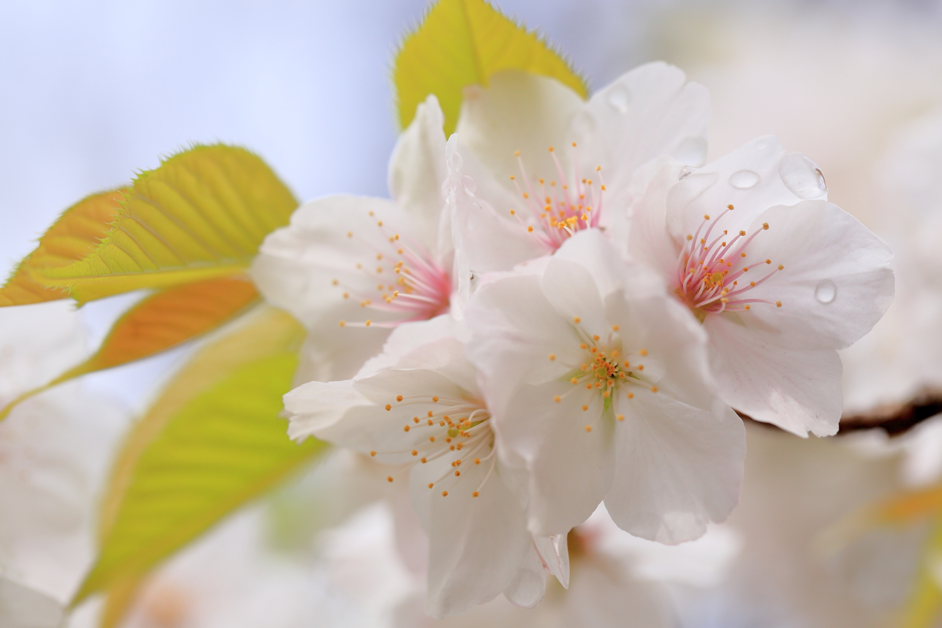 Обои цветы, макро, капли, вишня, сакура, flowers, macro, drops, cherry, sakura разрешение 3000x2000 Загрузить