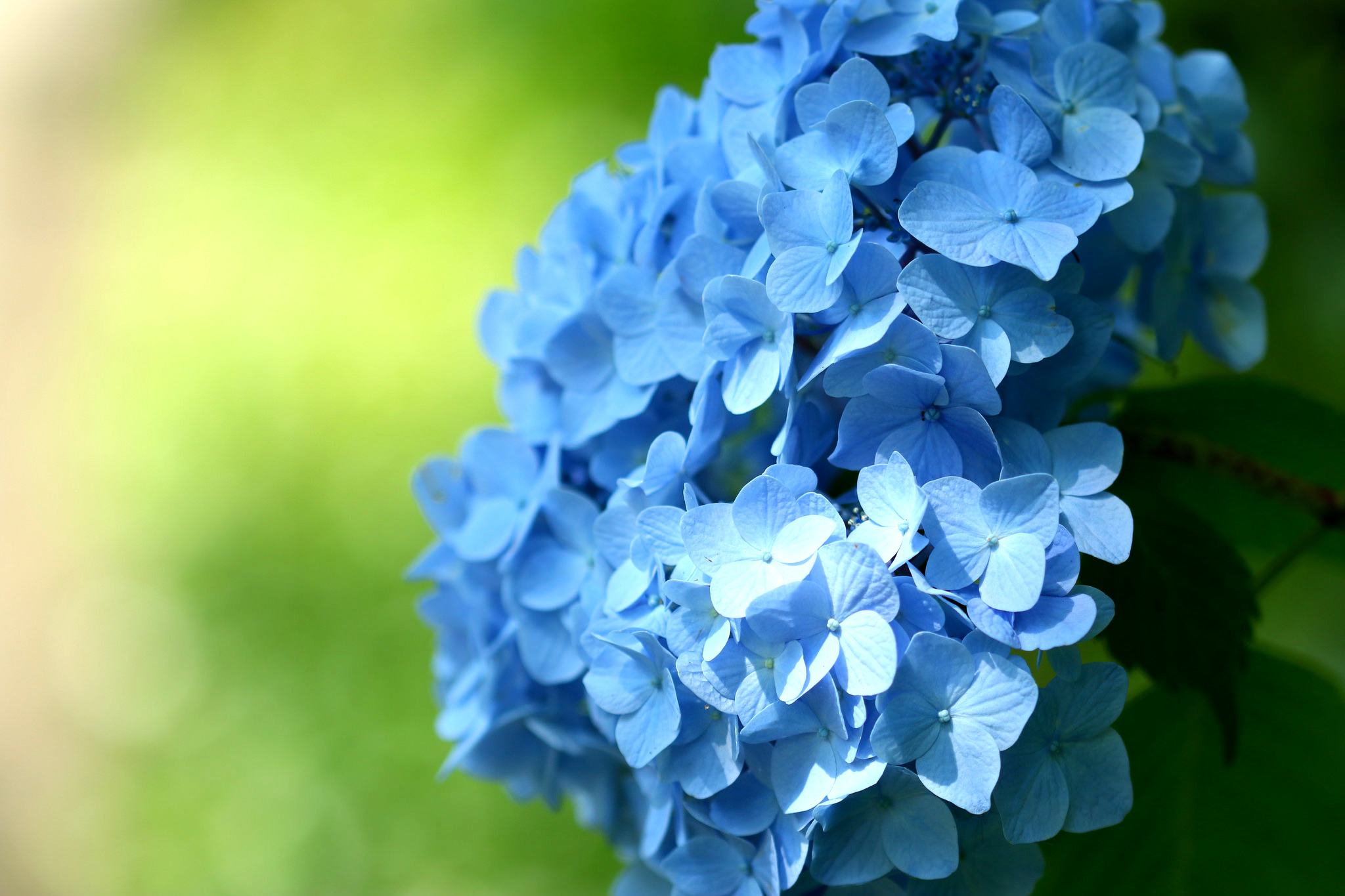 Голубой цвет фото. Гортензия гидрангея голубая. Гортензия синяя. Цветы голубые гортензия. Гортензия соцветие.
