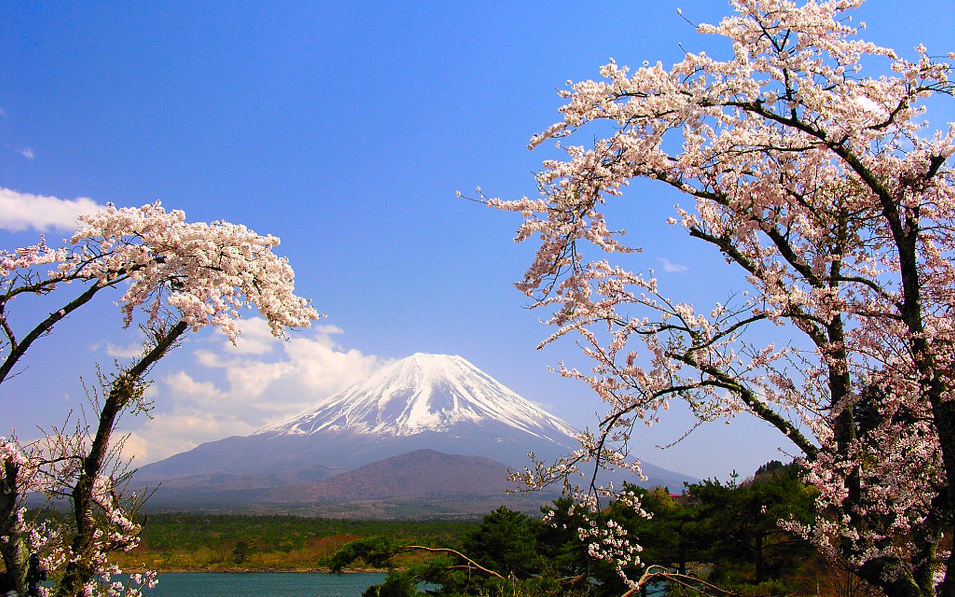 Обои деревья, озеро, гора, япония, весна, сакура, фудзияма, trees, lake, mountain, japan, spring, sakura, fuji разрешение 1920x1200 Загрузить